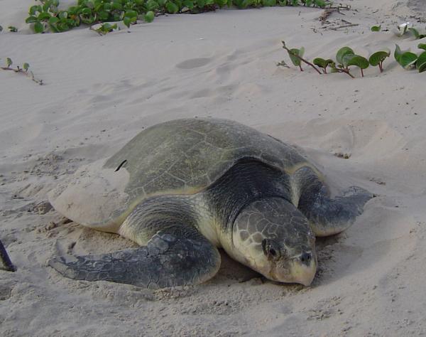 Kemp's Ridleys — SEE Turtles