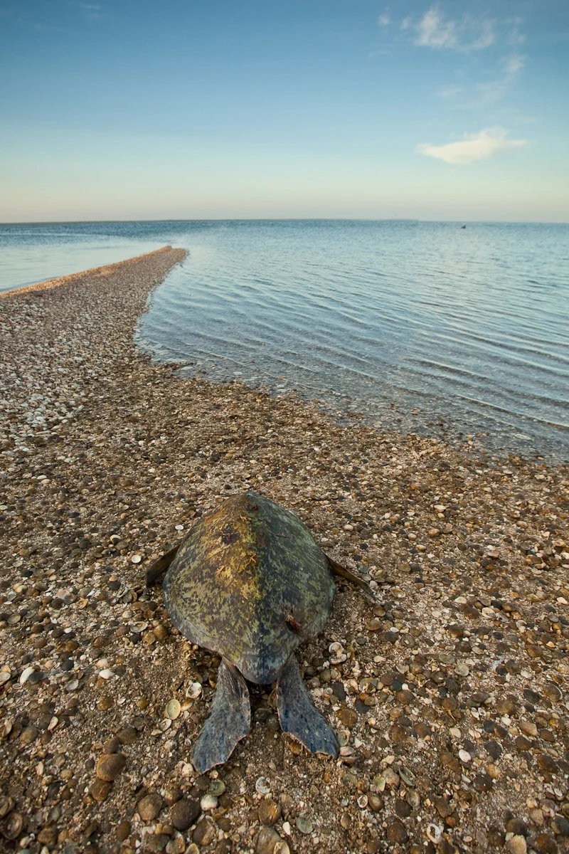 GrupoEcoTortuguero_131.jpg