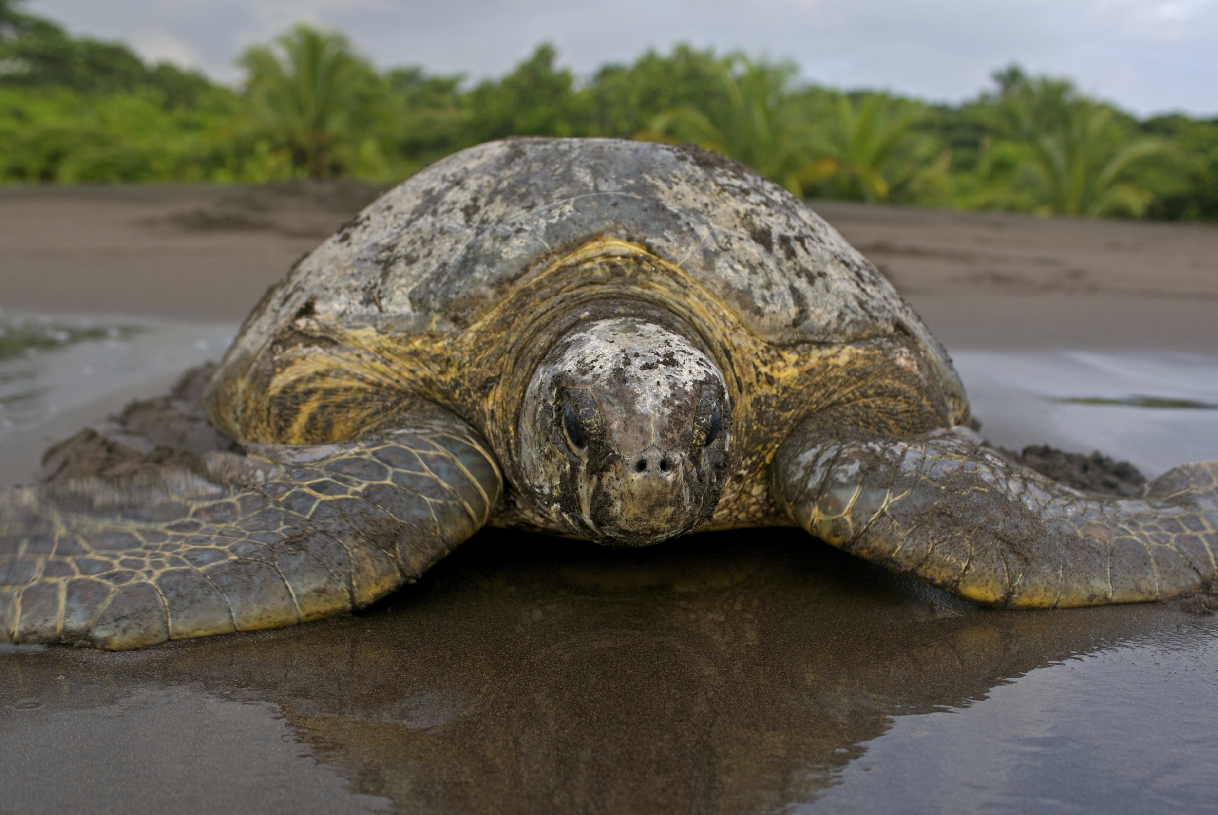 Sea Turtle Species — SEE Turtles