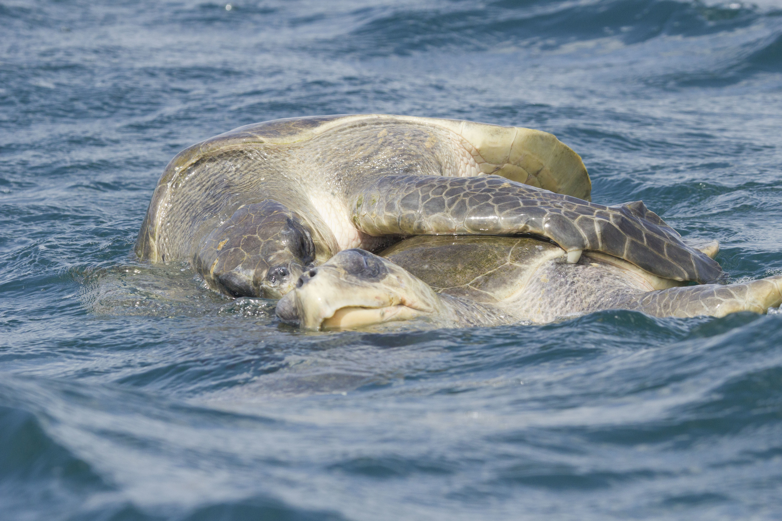 Mating olive ridleys off the coast of La Flor (by Hal Brindley)