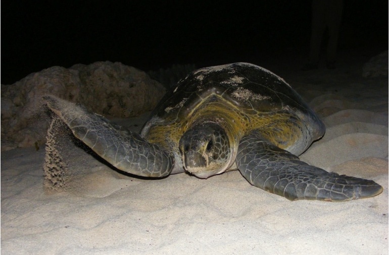 Green turtle (credit CMRC)