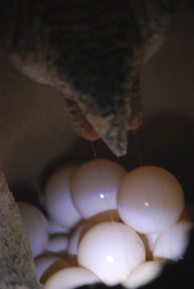 Cloaca and eggs of a green turtle