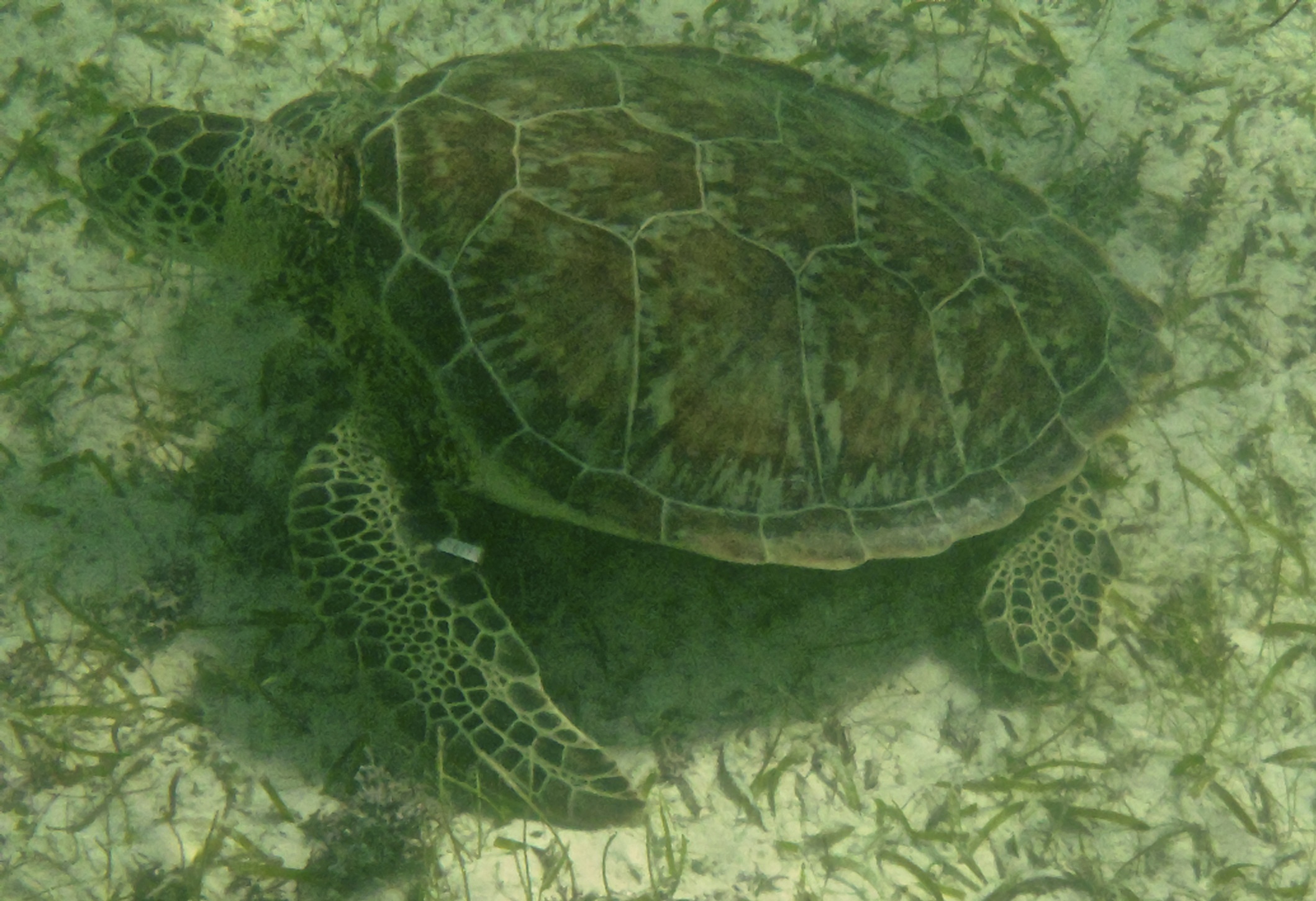 Green turtle in Akumal