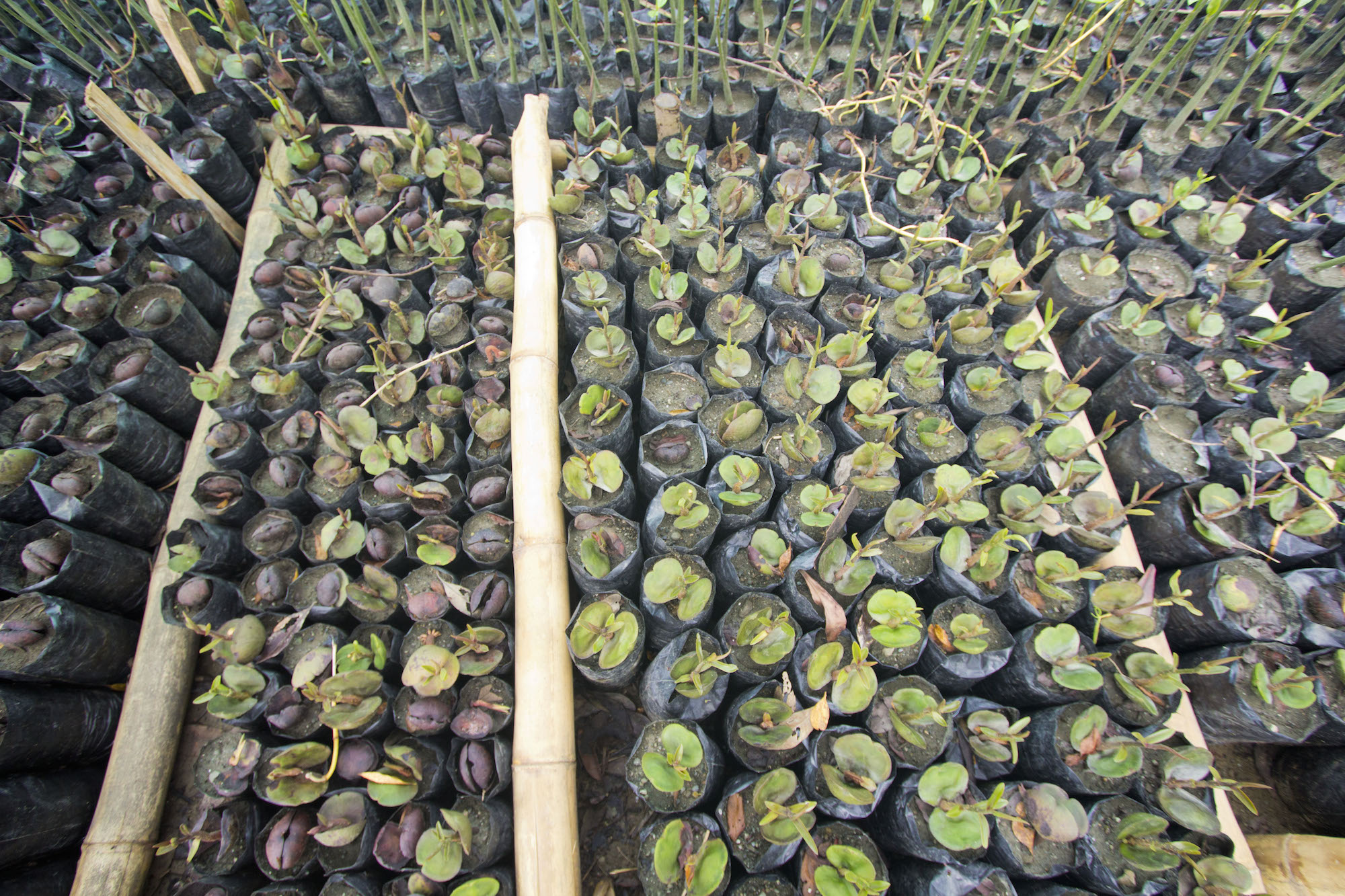 MANGROVE HATCHERY (PHOTO BY HAL BRINDLEY)