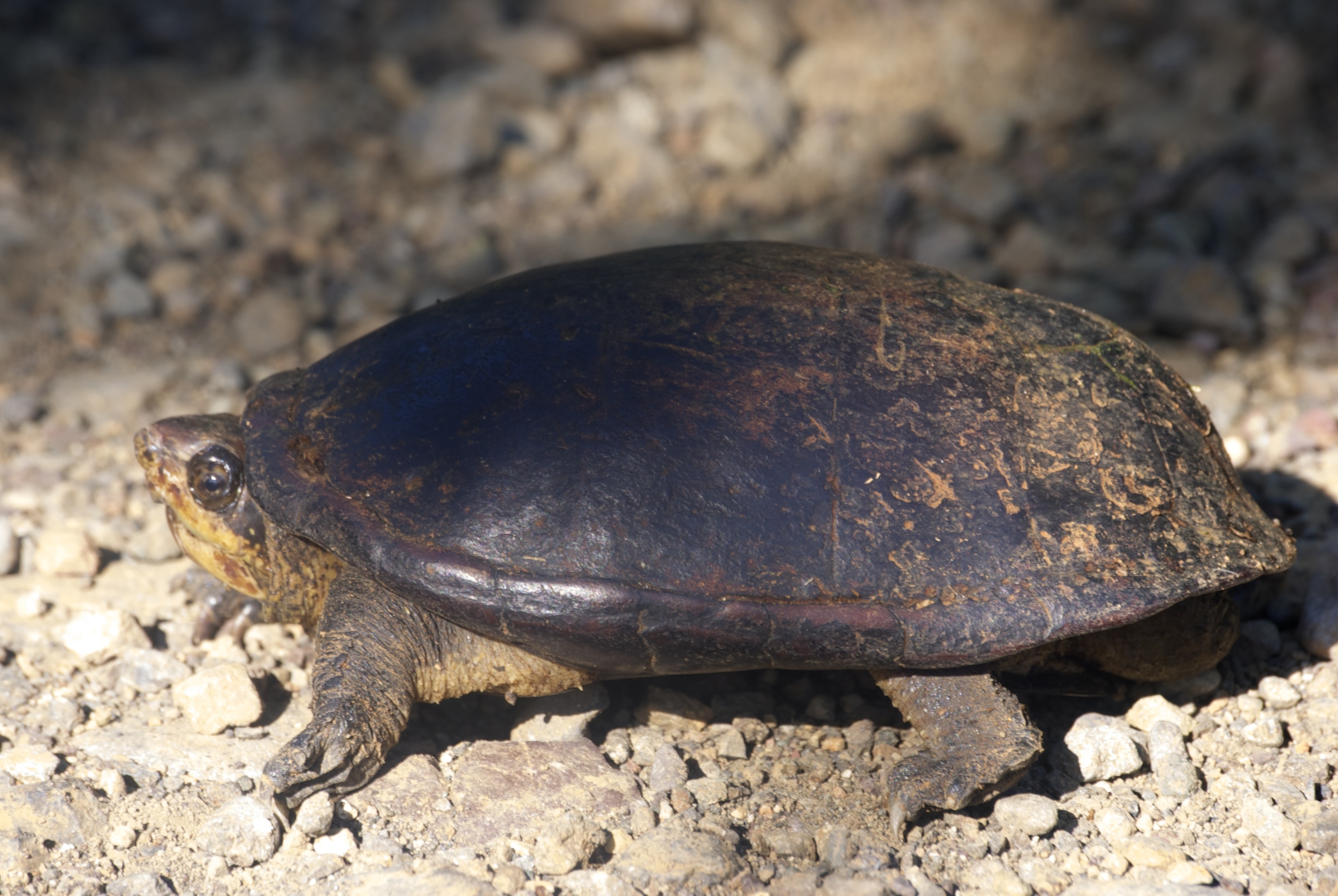 White lipped mud turtle in El Progreso