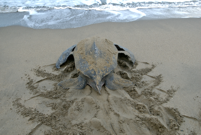 leatherback turtles eat jellyfish