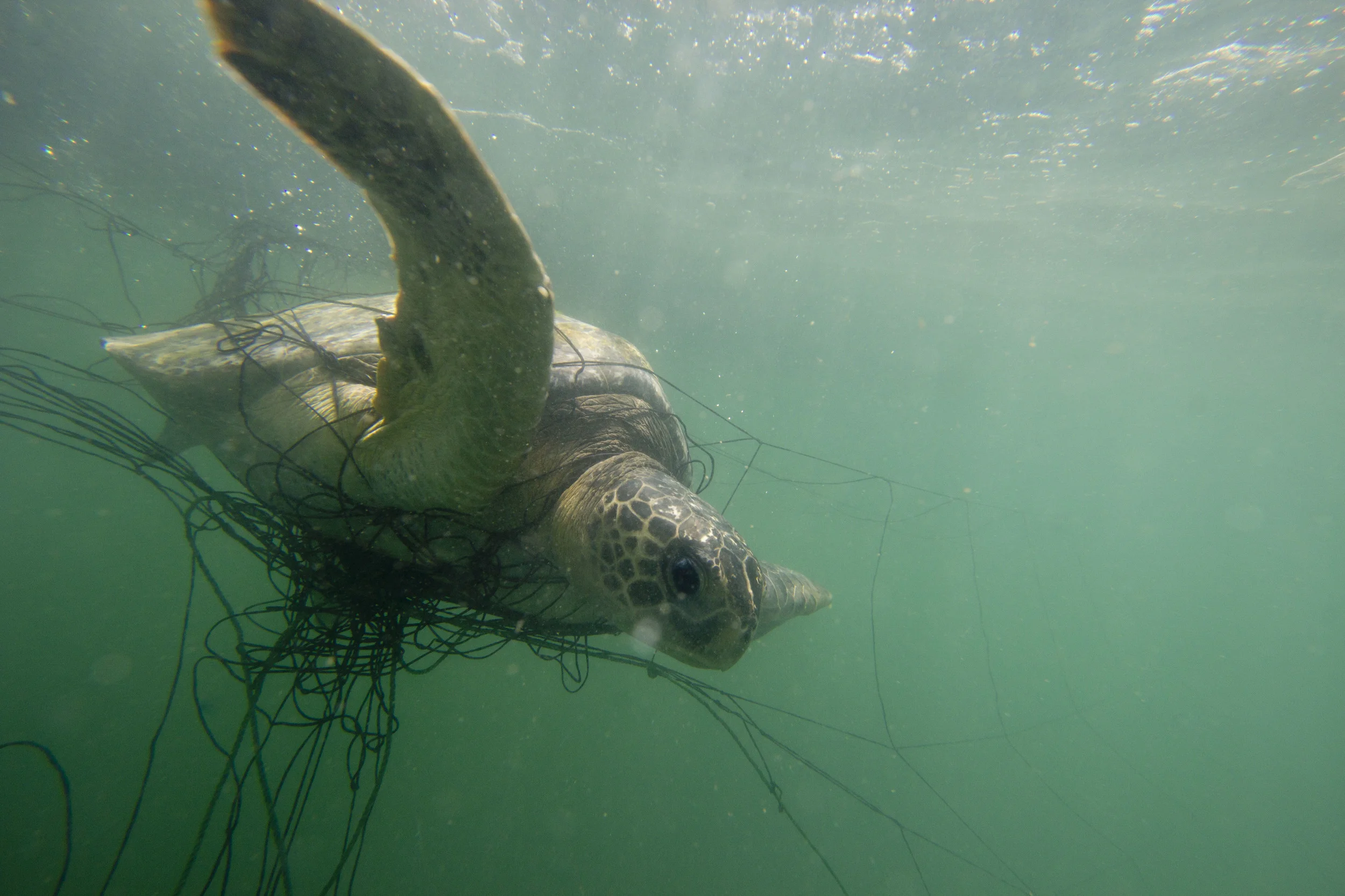 Turtles In Danger _ 6 Sea Turtle Species Endangered By Climate Change ...