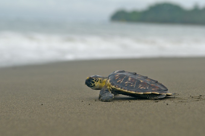 juvenile turtle