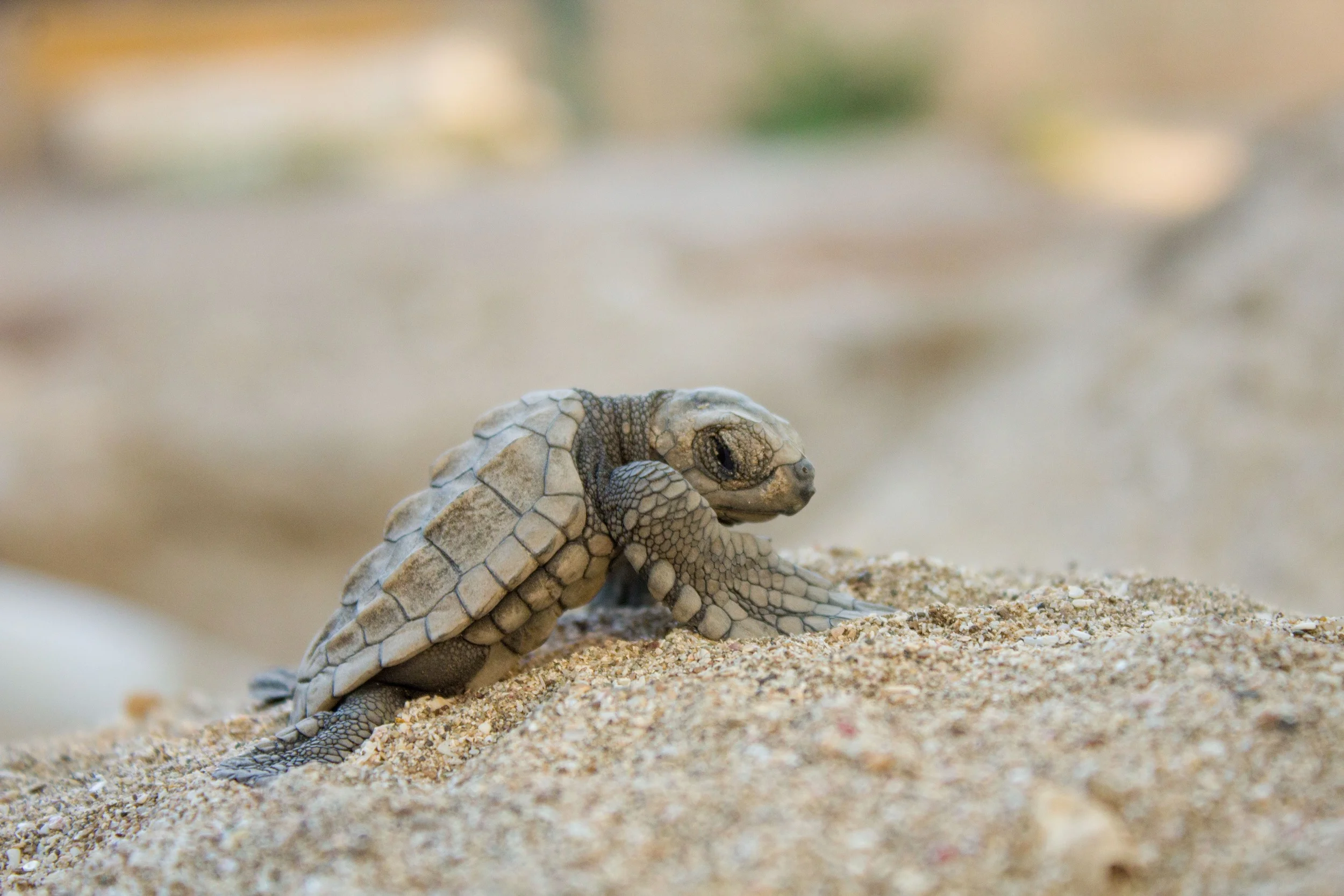 baby sea turtle