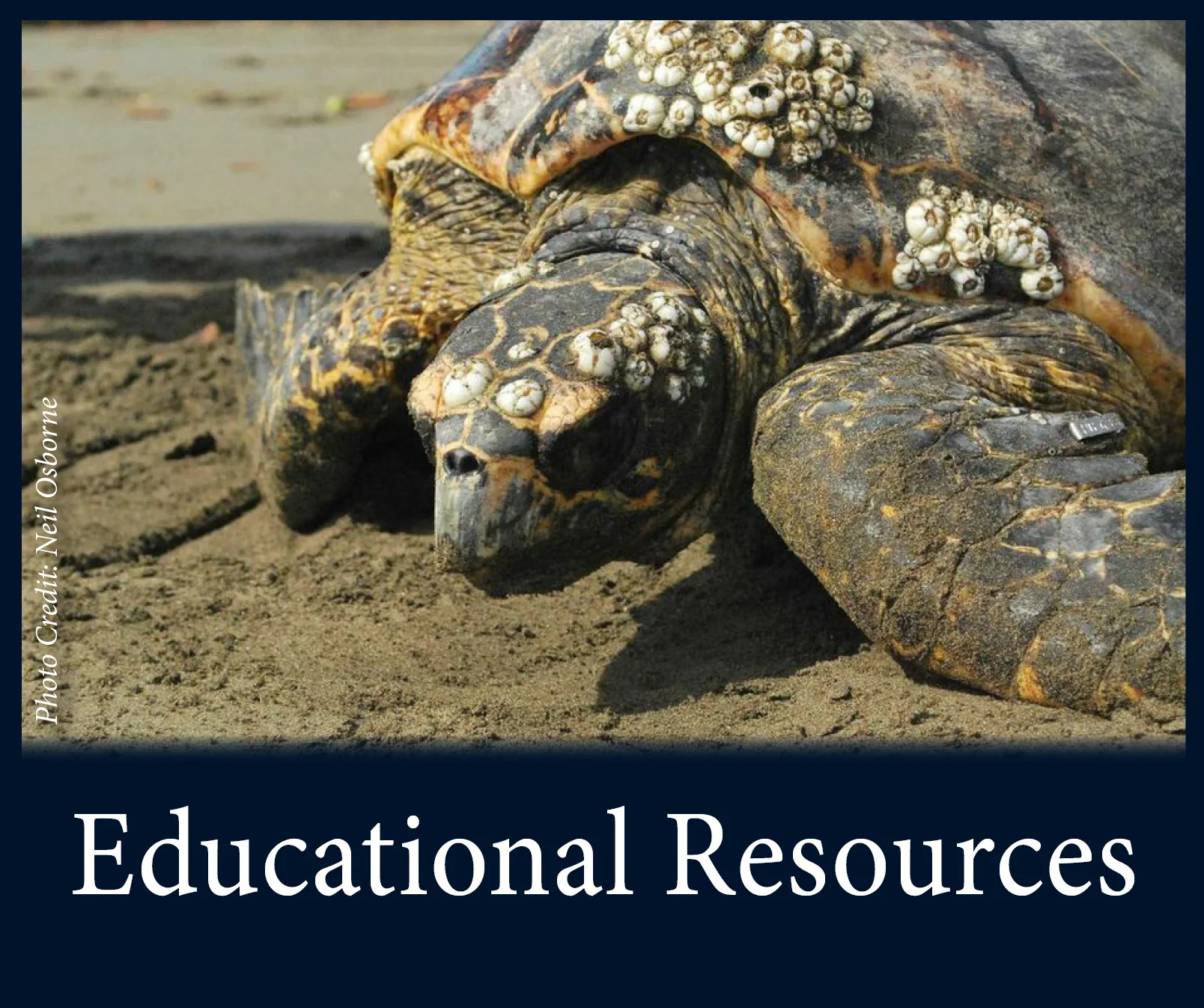 Sea Turtle Lesson Plans — SEE Turtles — SEE Turtles