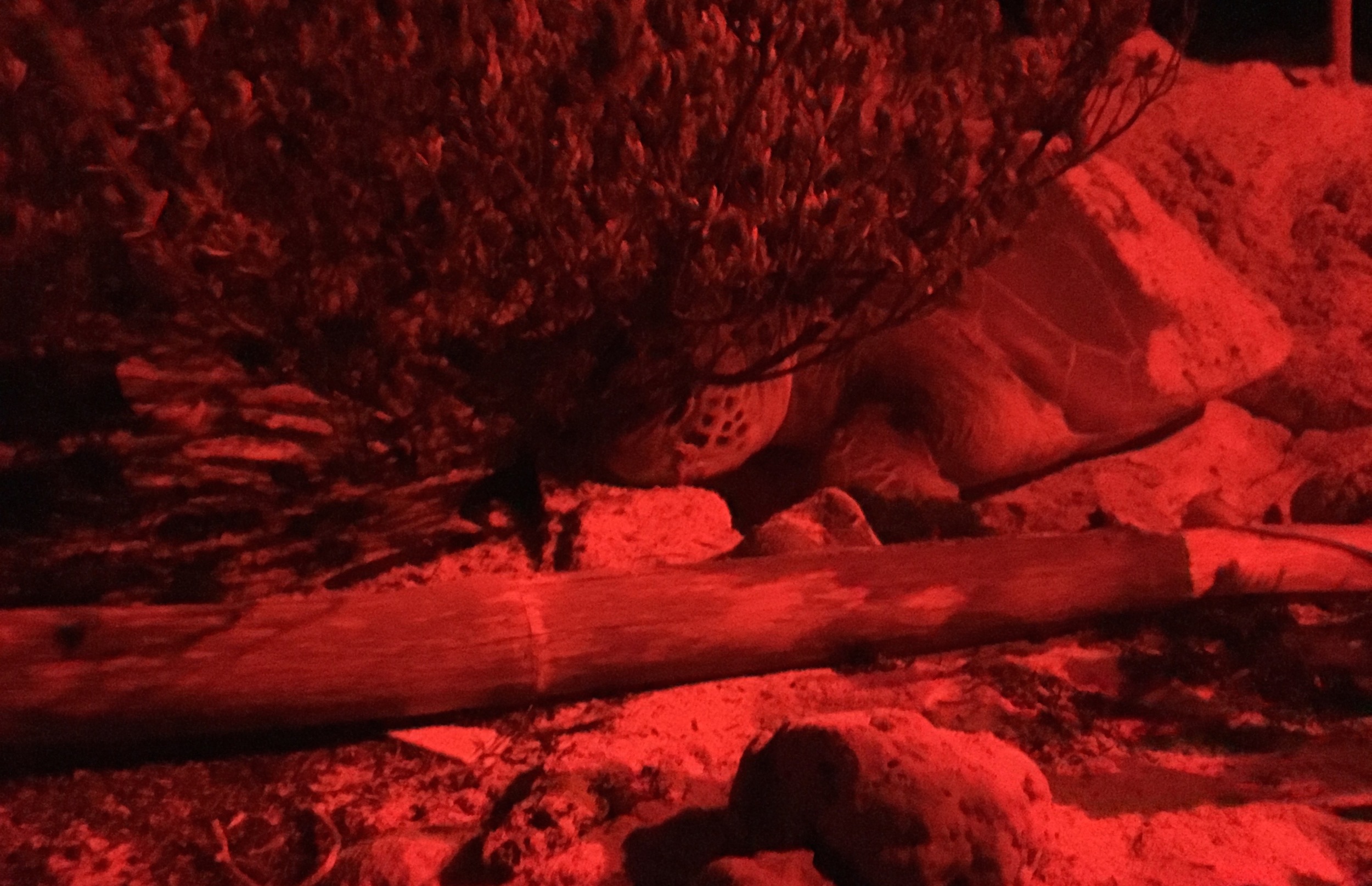Green turtle nesting at Guanahacabibes. Photo: Jeff Frontz