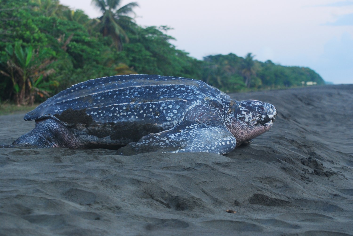 Las Tortugas — SEE Turtles