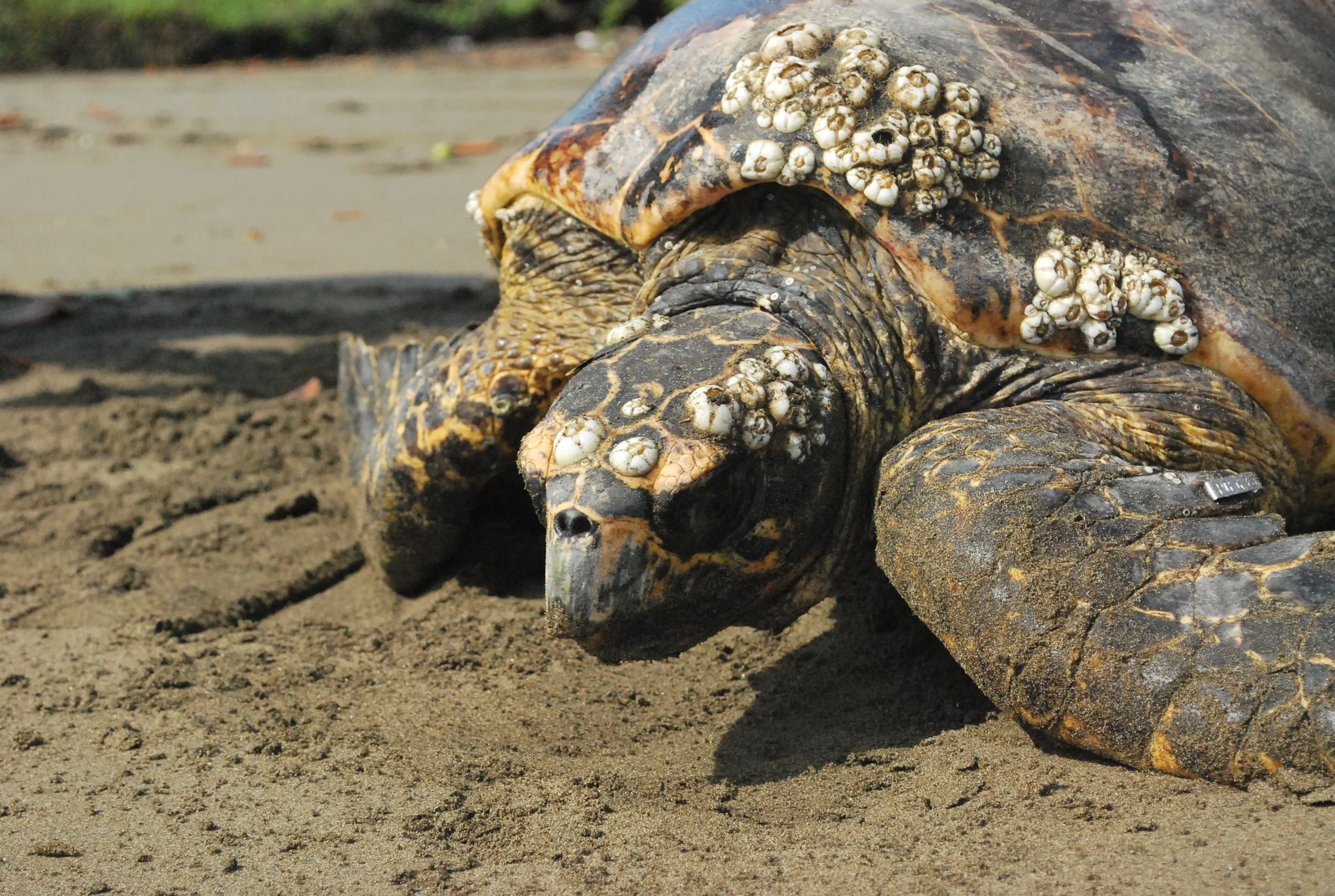 Hawksbill in Padre Ramos