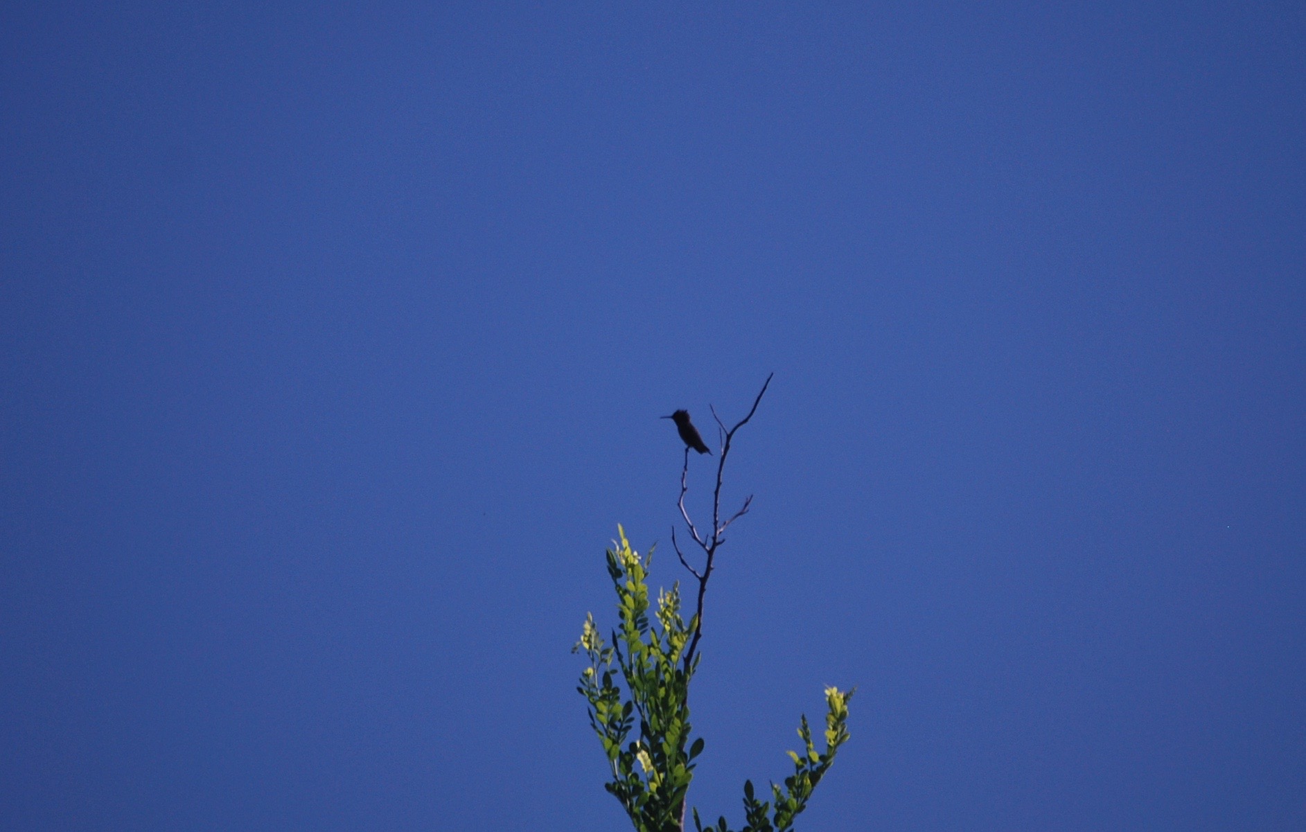 Day 5: Take a birding walk in the park looking for birds including the bee hummingbird, the world's smallest bird. In the afternoon, go for a snorkel in the park's reefs.