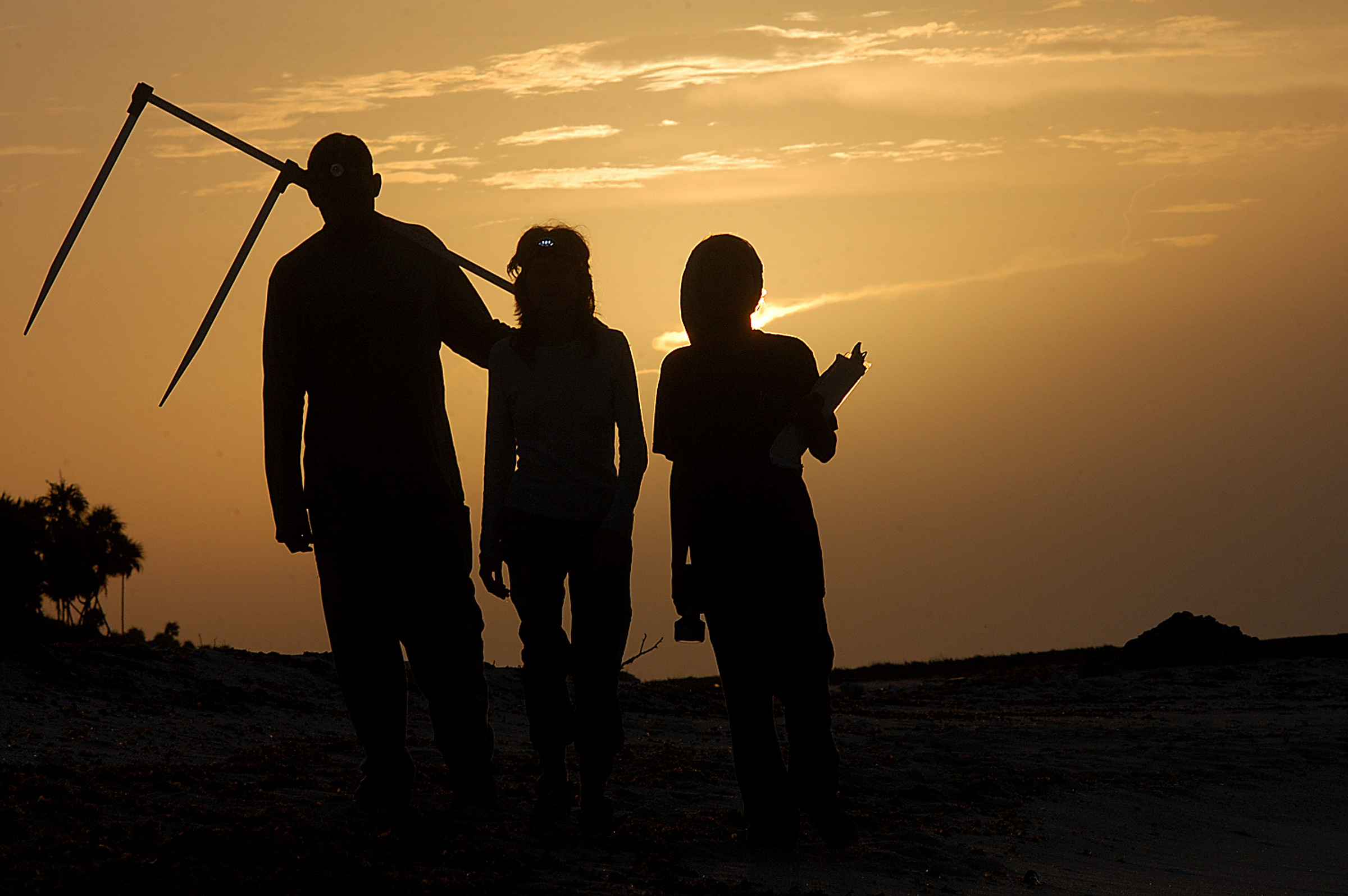 Night 5: After dinner, join local researchers to head to the turtle nesting beach to look for green and loggerhead turtles.