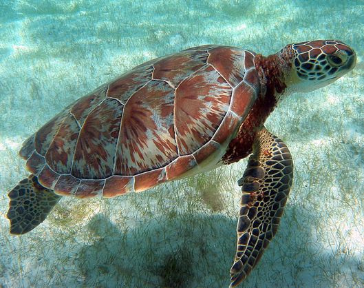 Belize, sea turtles.