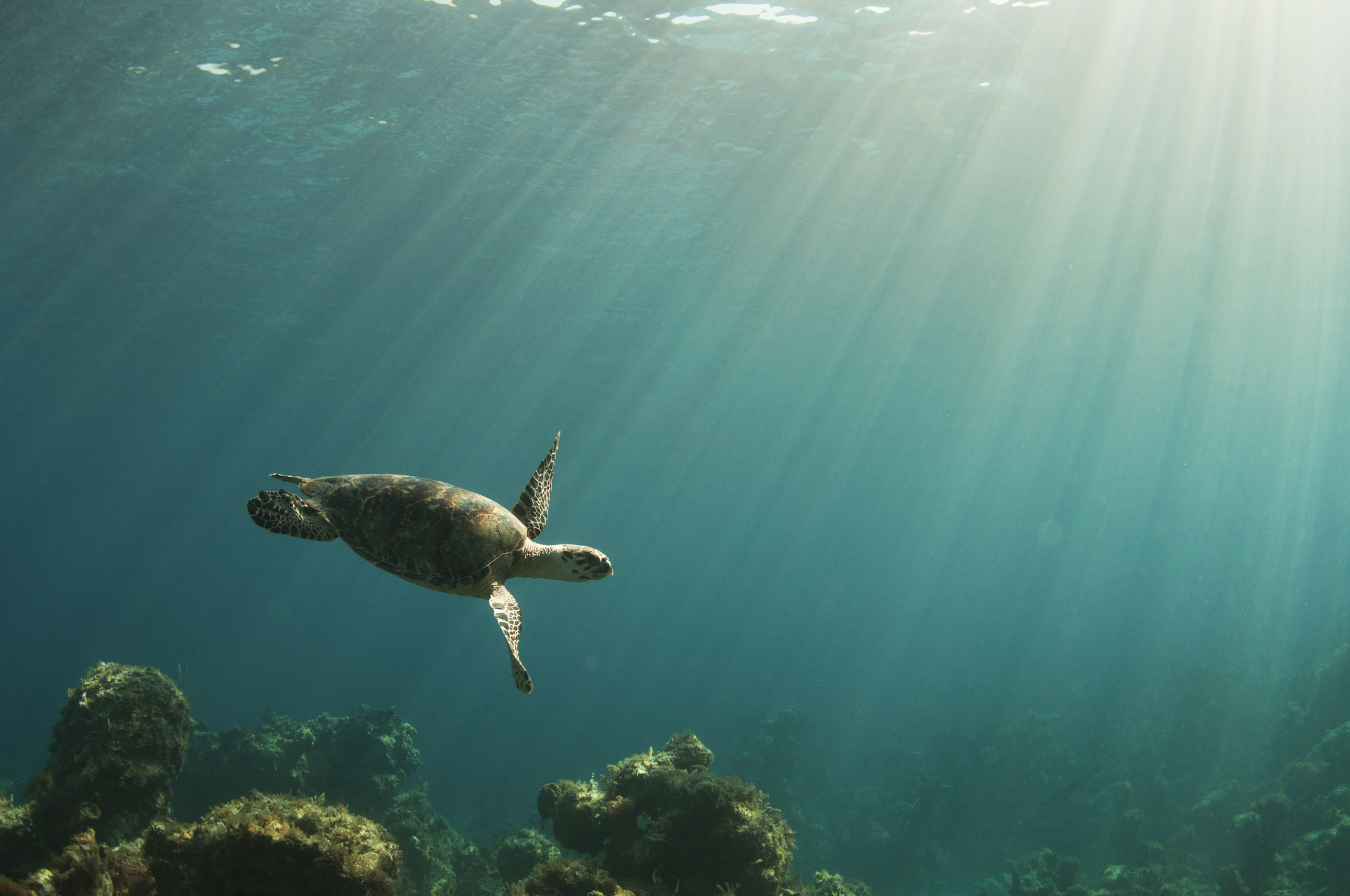 sea turtle ocean pollution