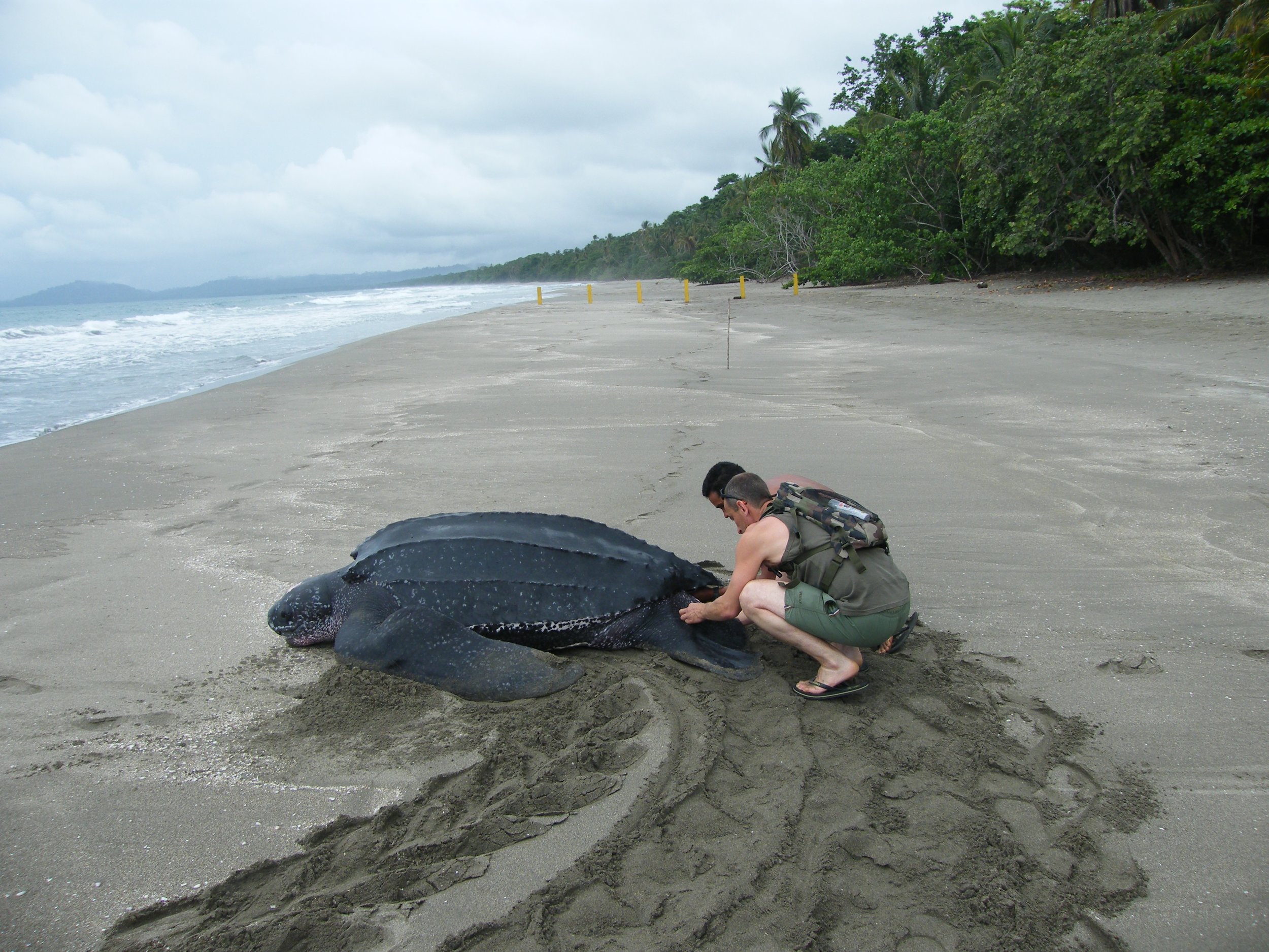 leatherback turtle costa rica