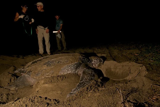 Conservation Success — SEE Turtles