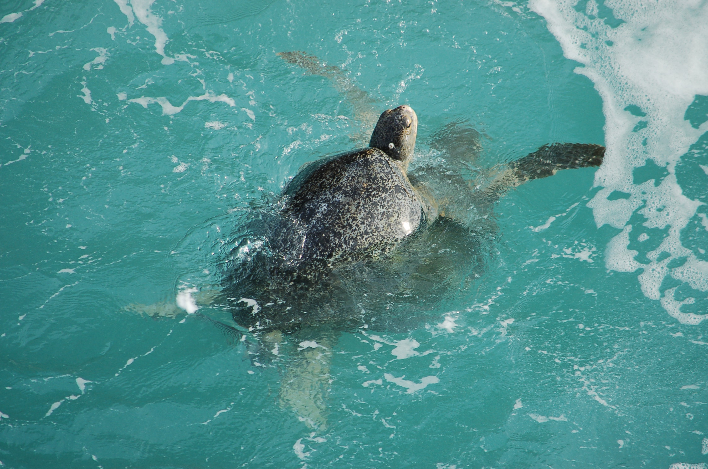 The Exhausting Life of the Black Sea Turtle — SEE Turtles pic