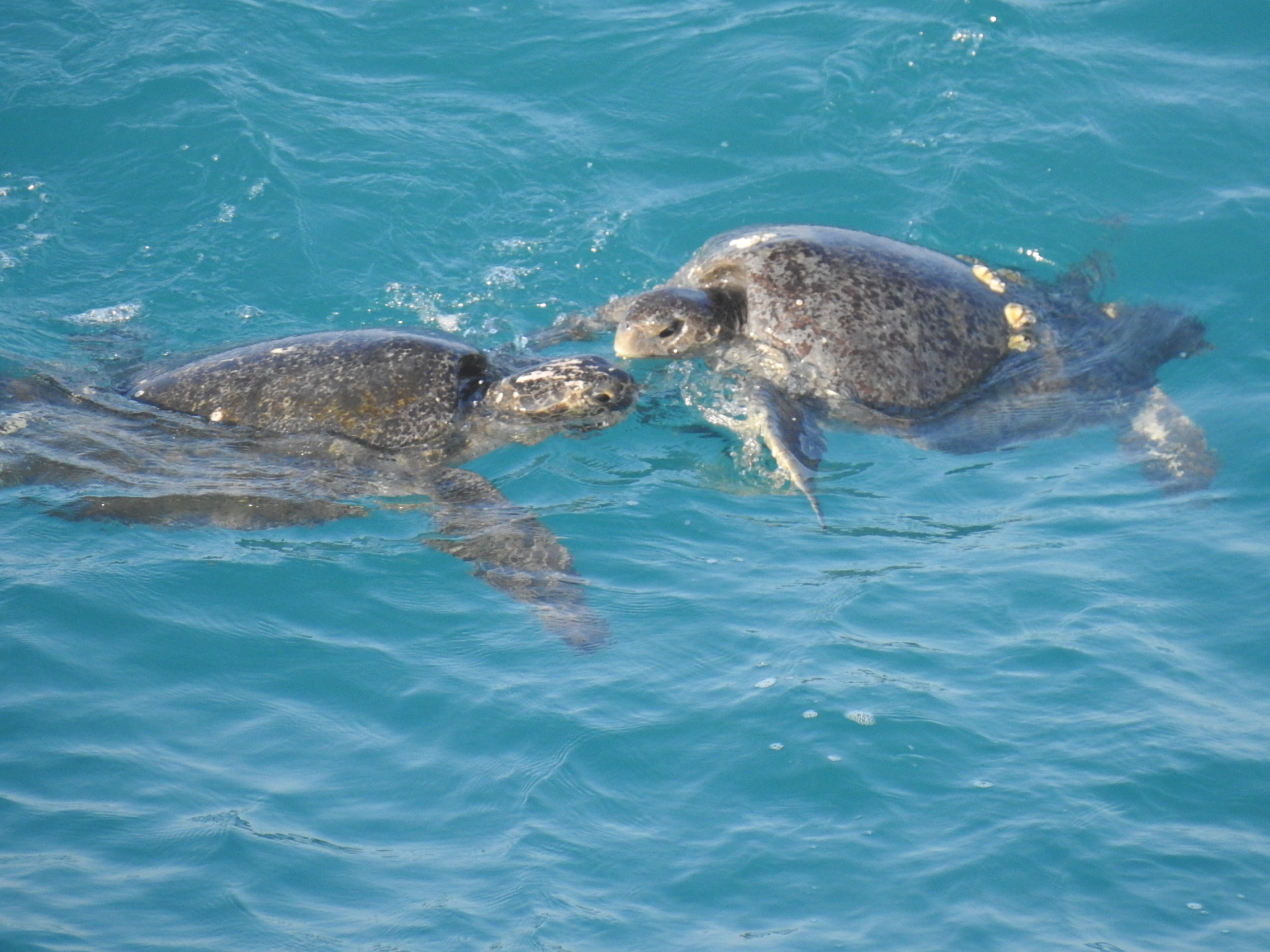 The Exhausting Life of the Black Sea Turtle — SEE Turtles pic photo