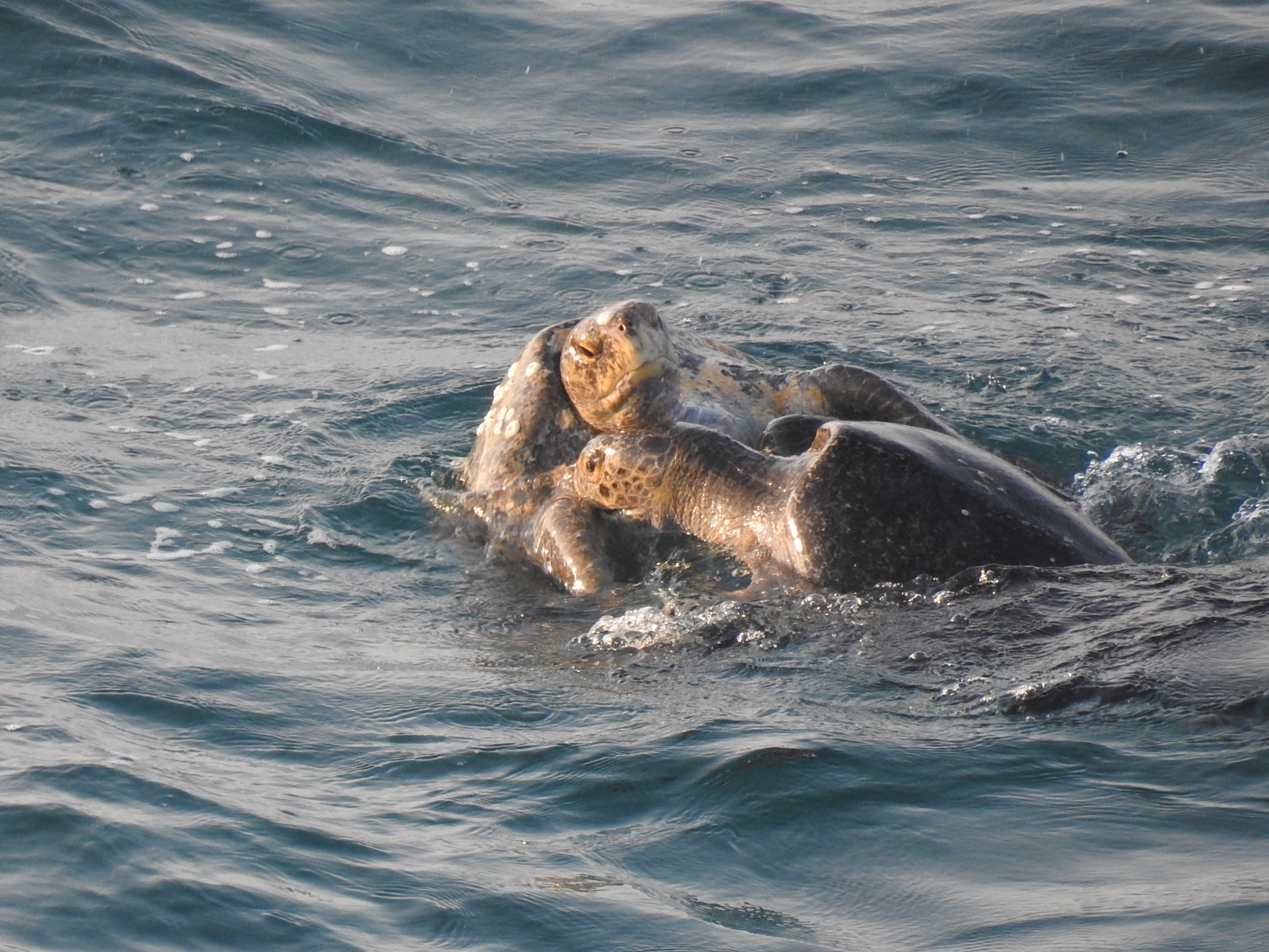 The Exhausting Life of the Black Sea Turtle — SEE Turtles photo