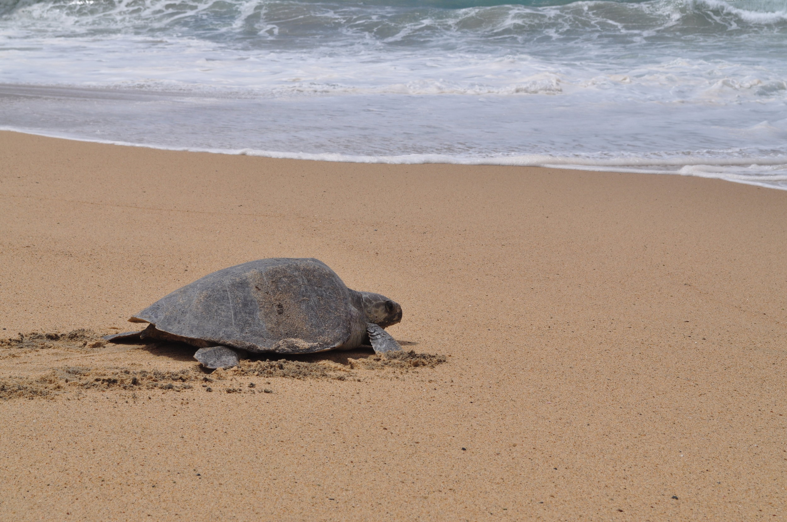 The Exhausting Life of the Black Sea Turtle — SEE Turtles
