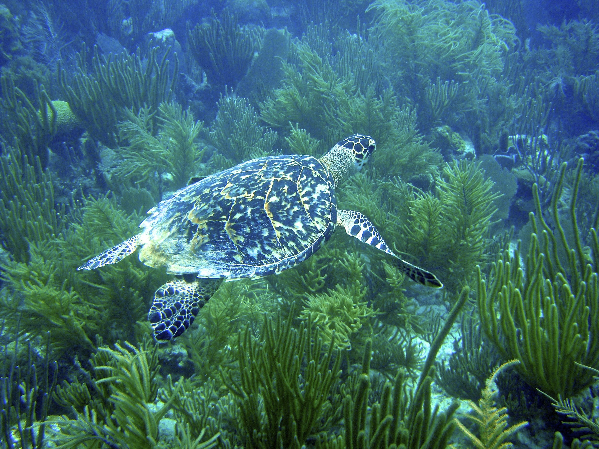 E.imbricata_Juvenil3_CRG.jpeg