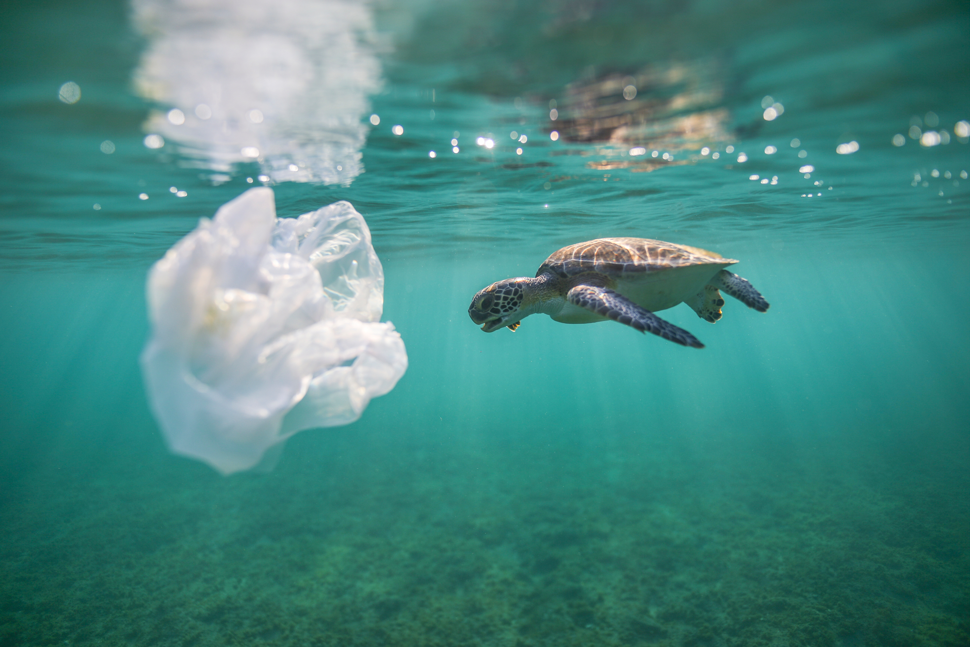 Saving the Ocean From Plastic Six-Pack Rings