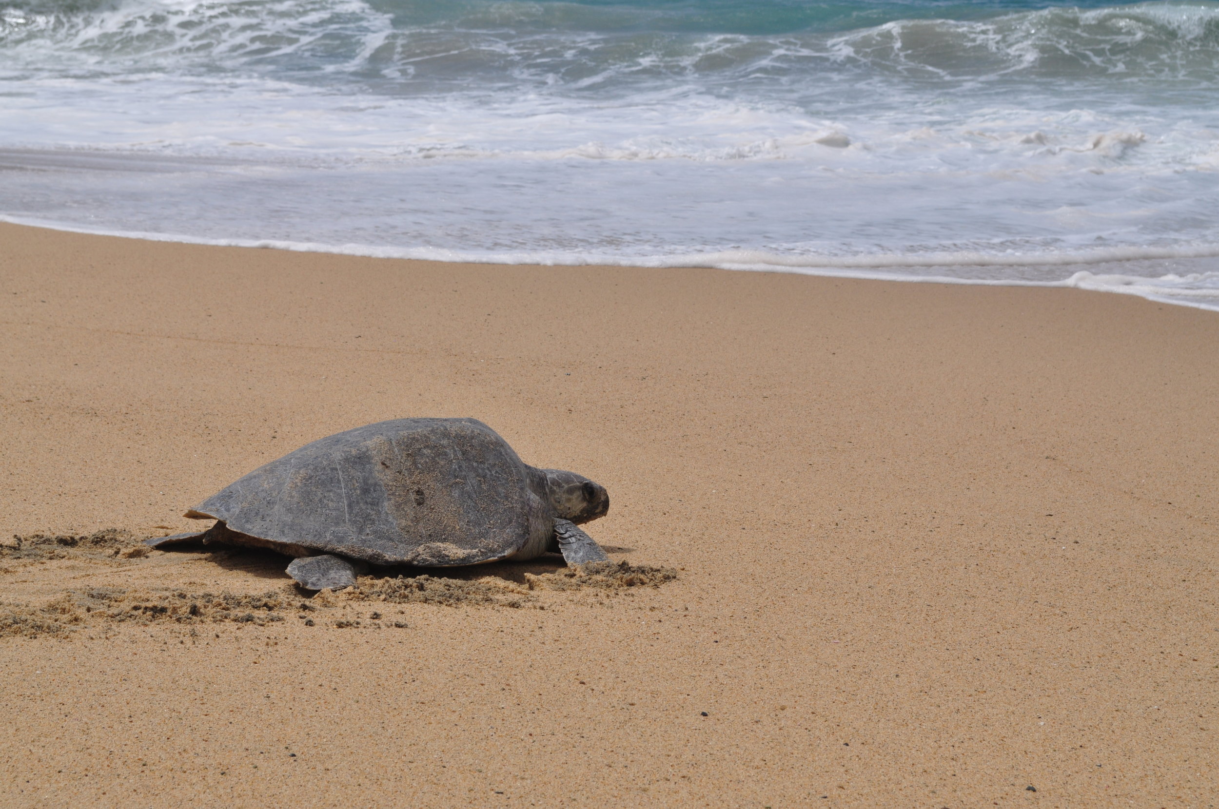 Olive ridley nesting at Ixtapilla