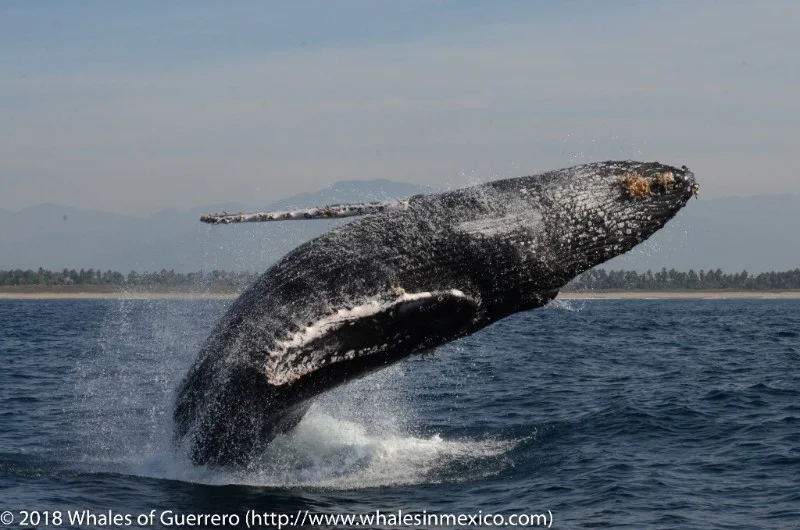 whale-breach-woG.jpg