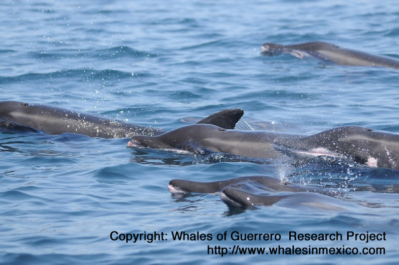rough toothed dolphins.jpeg