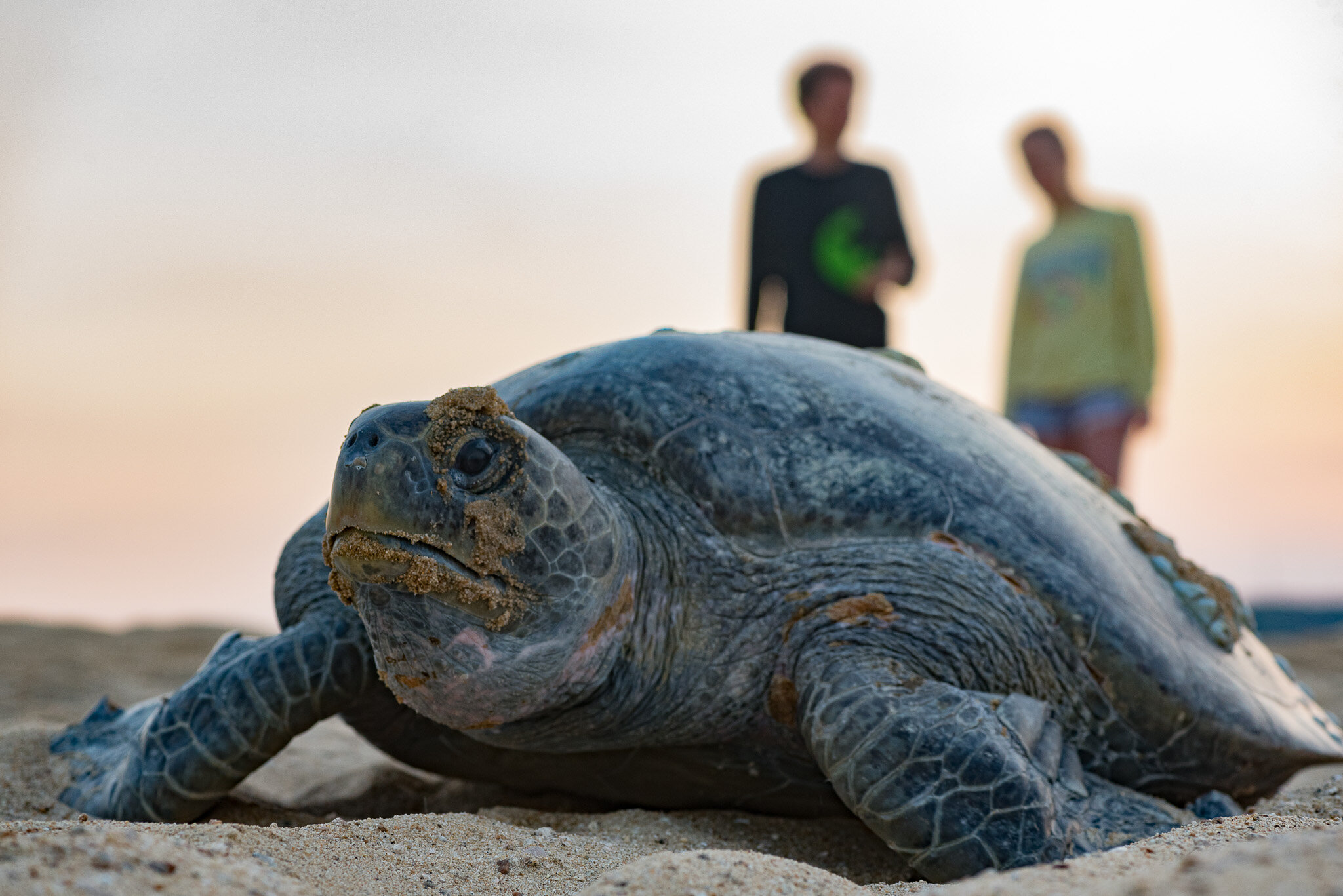  Black sea turtle 