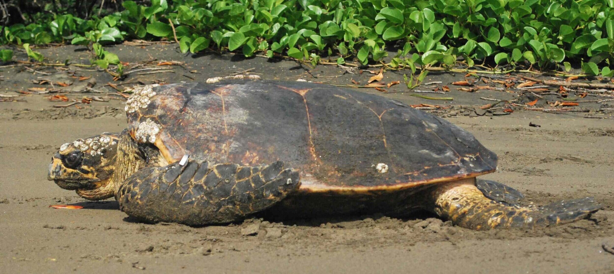 Photo: Eastern Pacific hawksbill from Padre Ramos, Nicaragua (Brad Nahill / SEE Turtles)