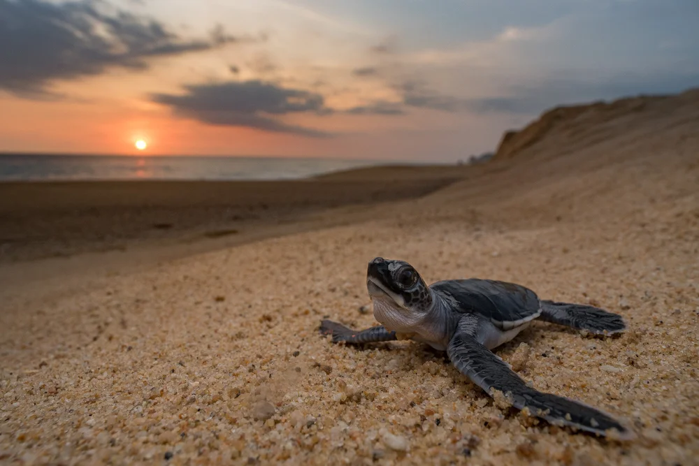 Conservation Success — SEE Turtles
