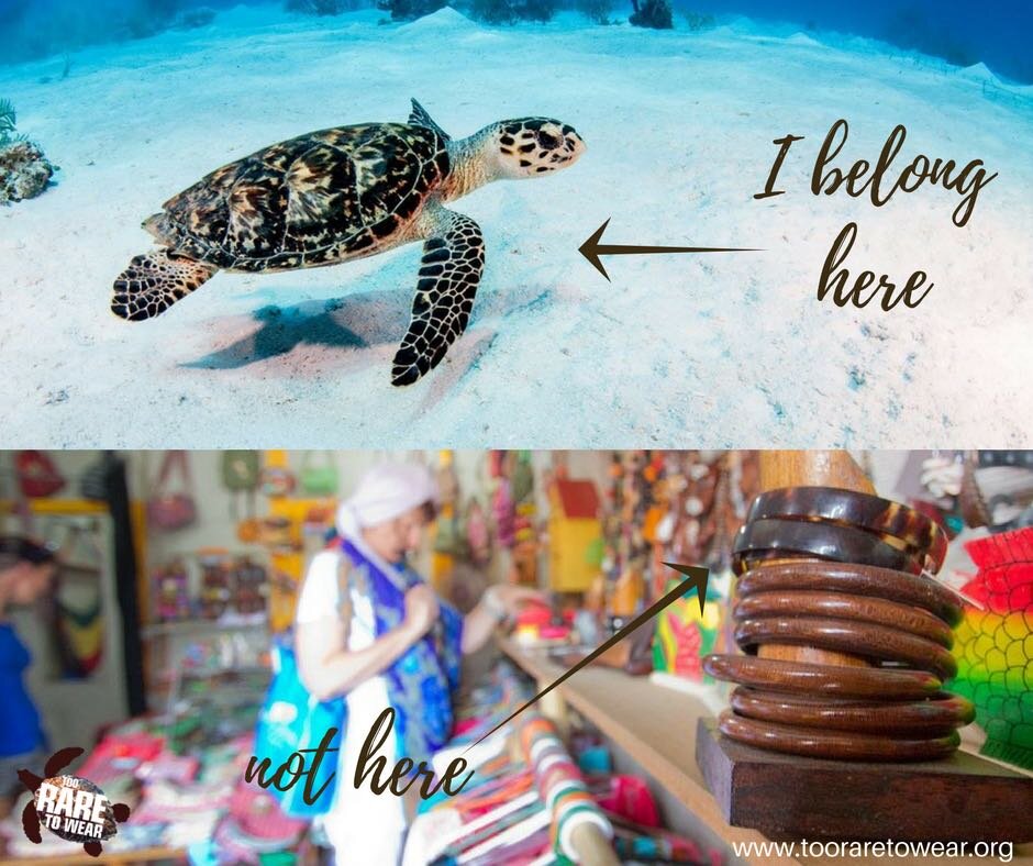 Save The Turtles — SEE Turtles — SEE Turtles