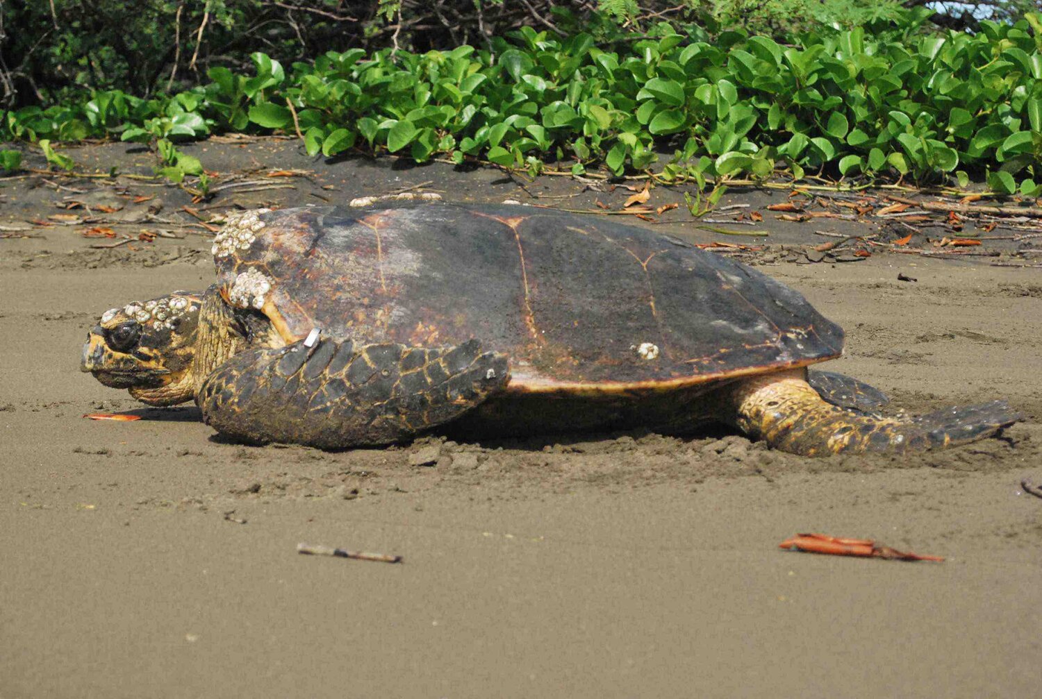 Sea Turtle Facts - SEE Turtles — SEE Turtles