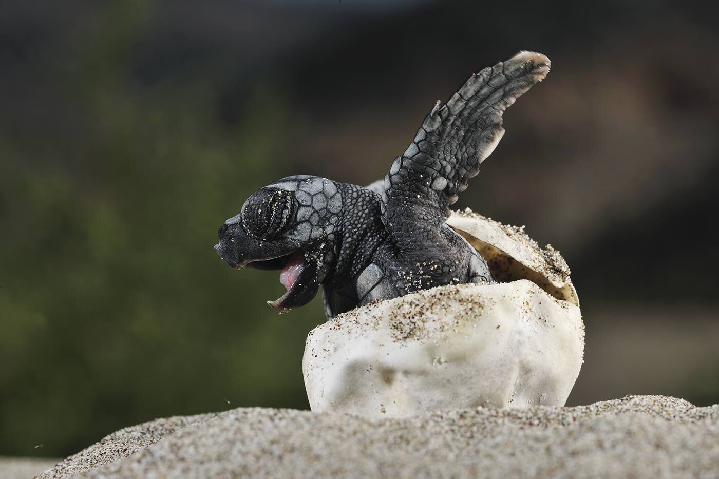 What Do Baby Turtles Look Like 