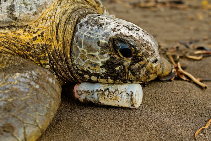 plastic and a turtle nesting