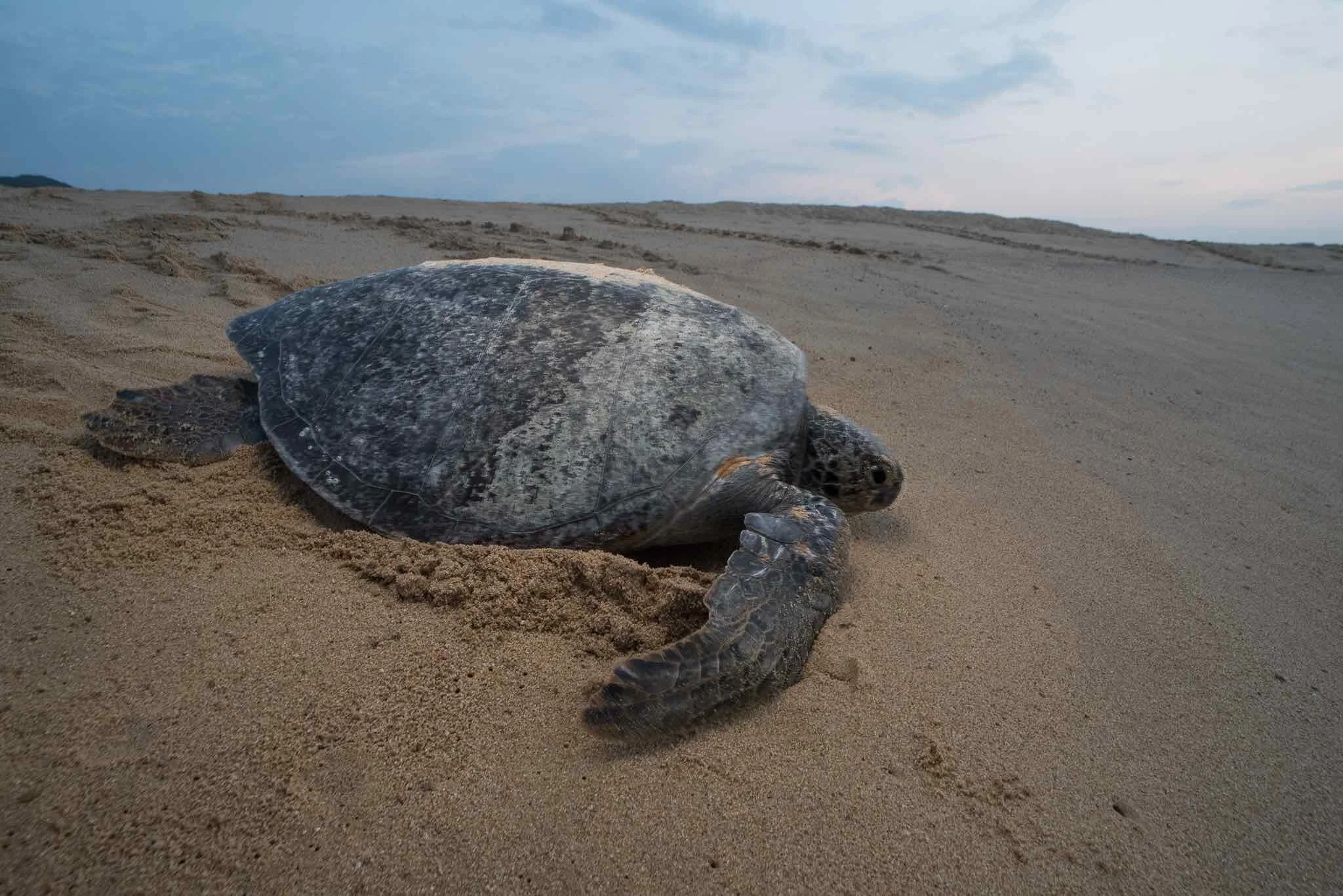 Book: The Life Cycle of a Sea Turtle-NLC – The Turtle Hospital