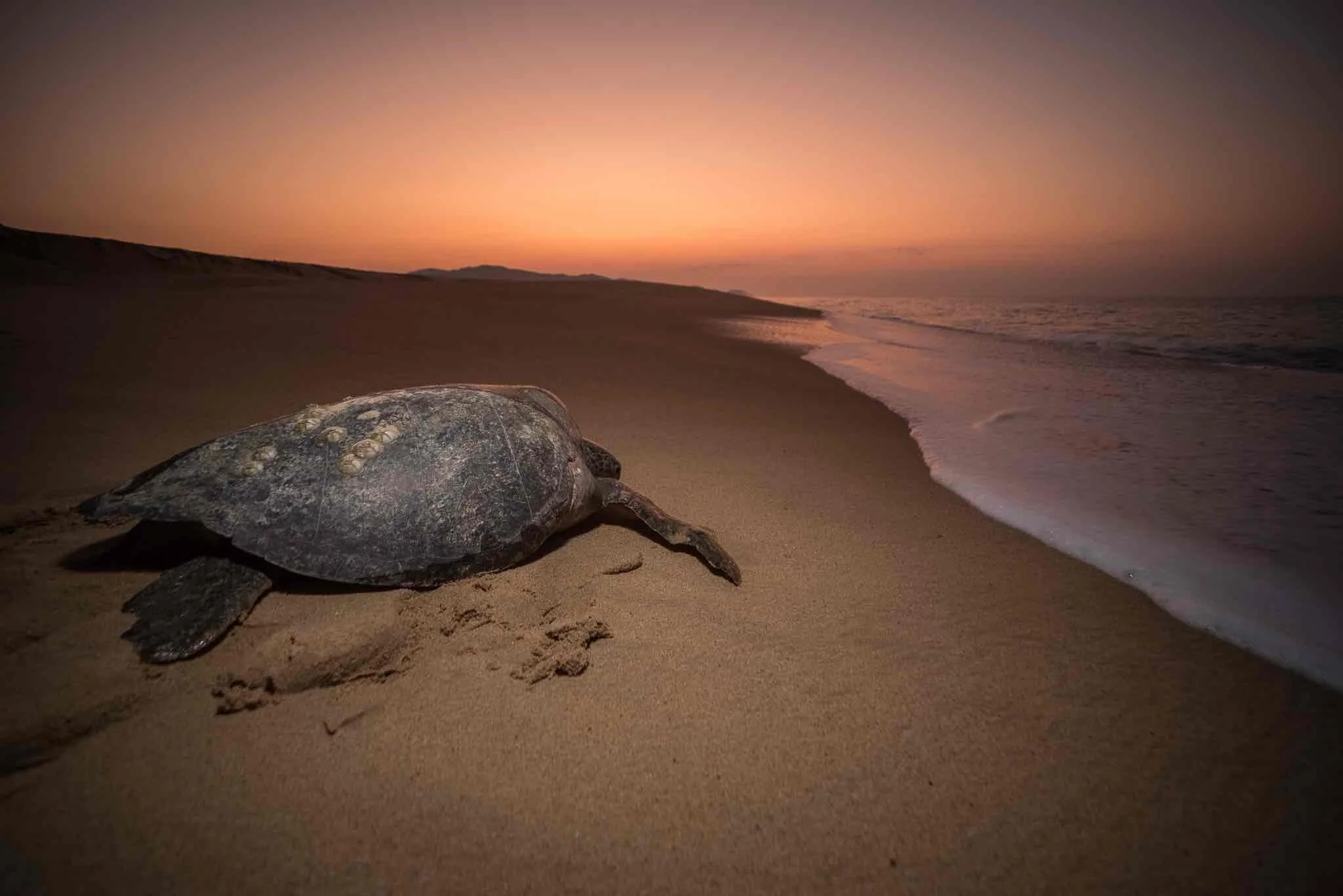 Sea Turtle Life Cycle