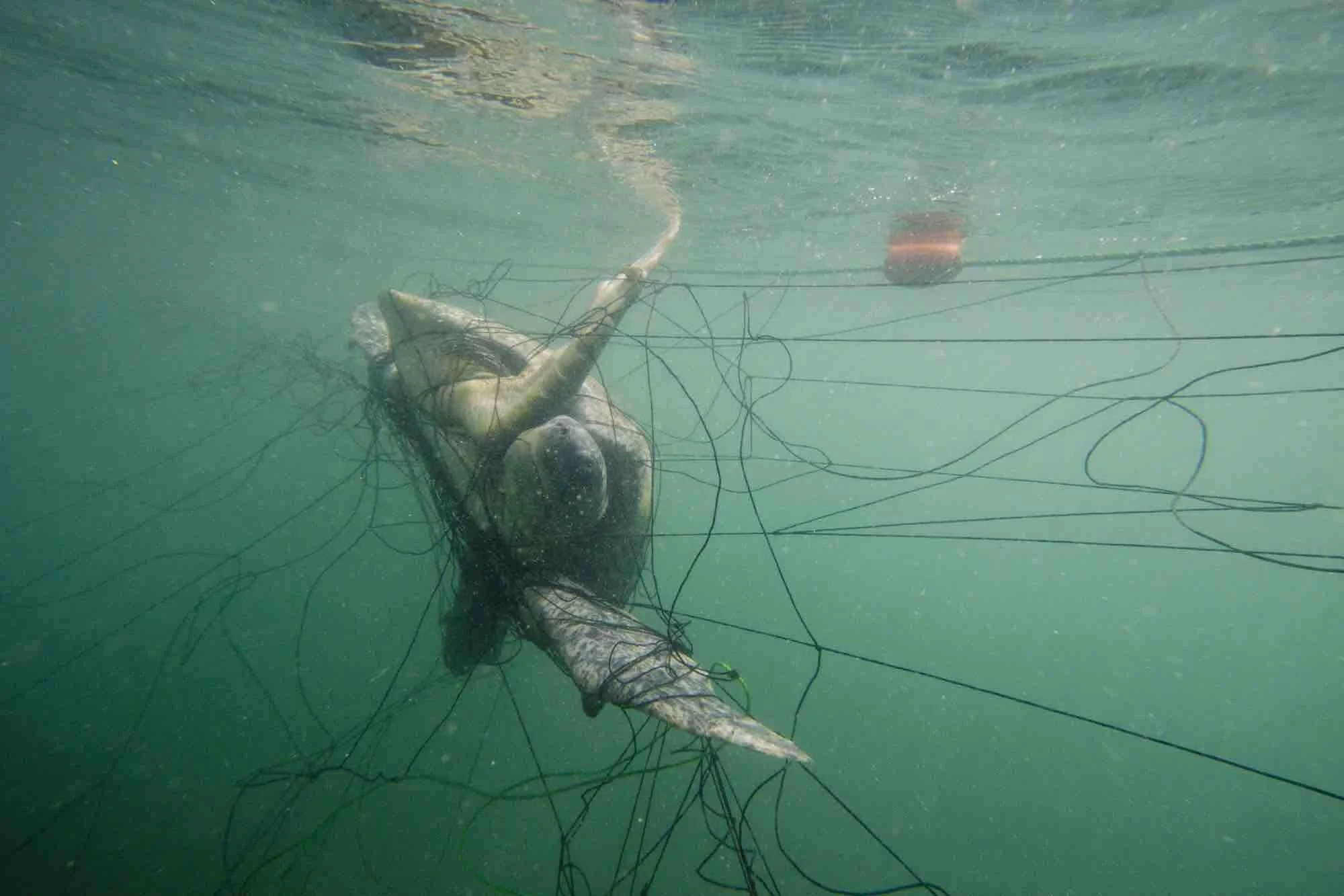 Fisheries Bycatch — SEE Turtles