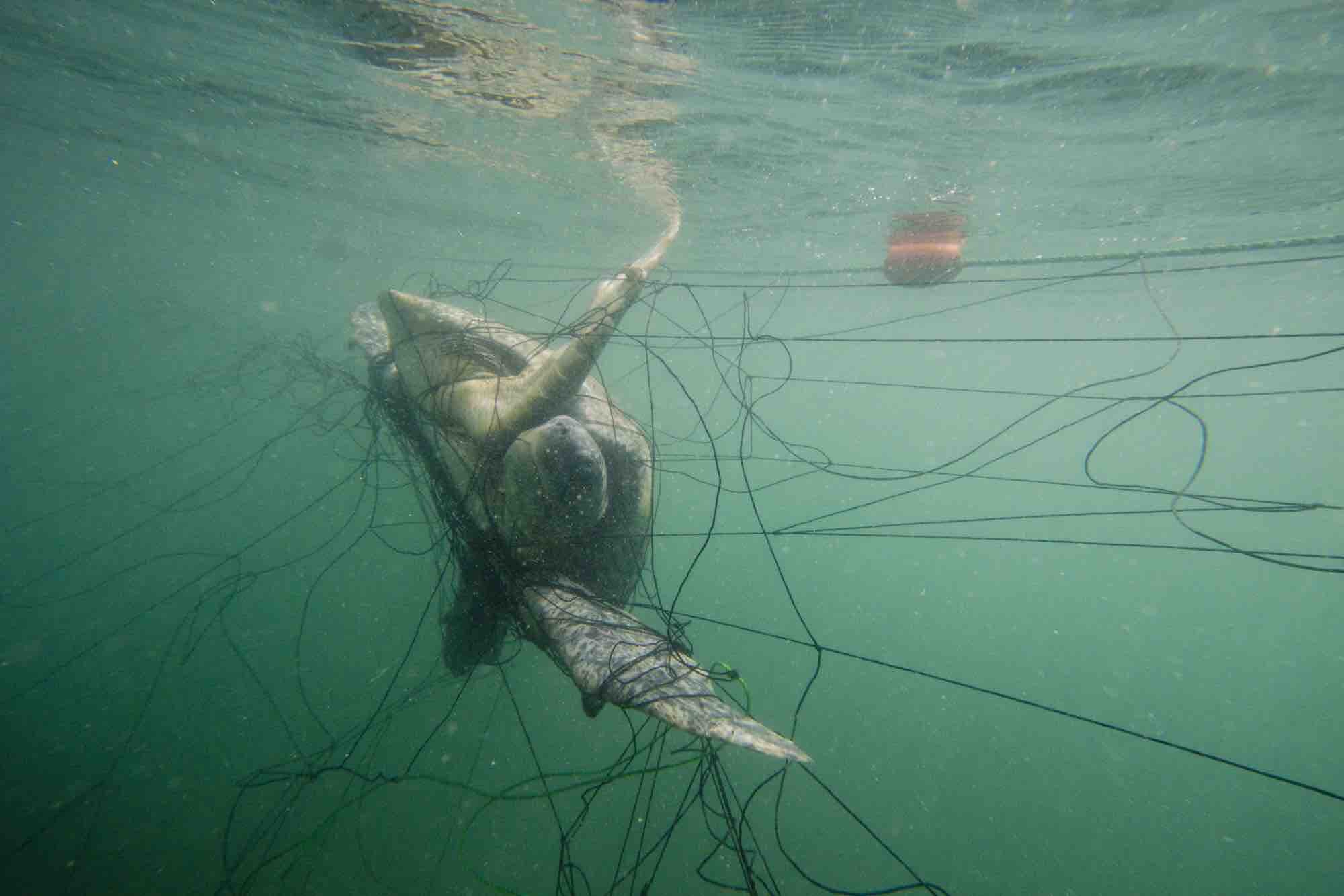 turtle in fishing net