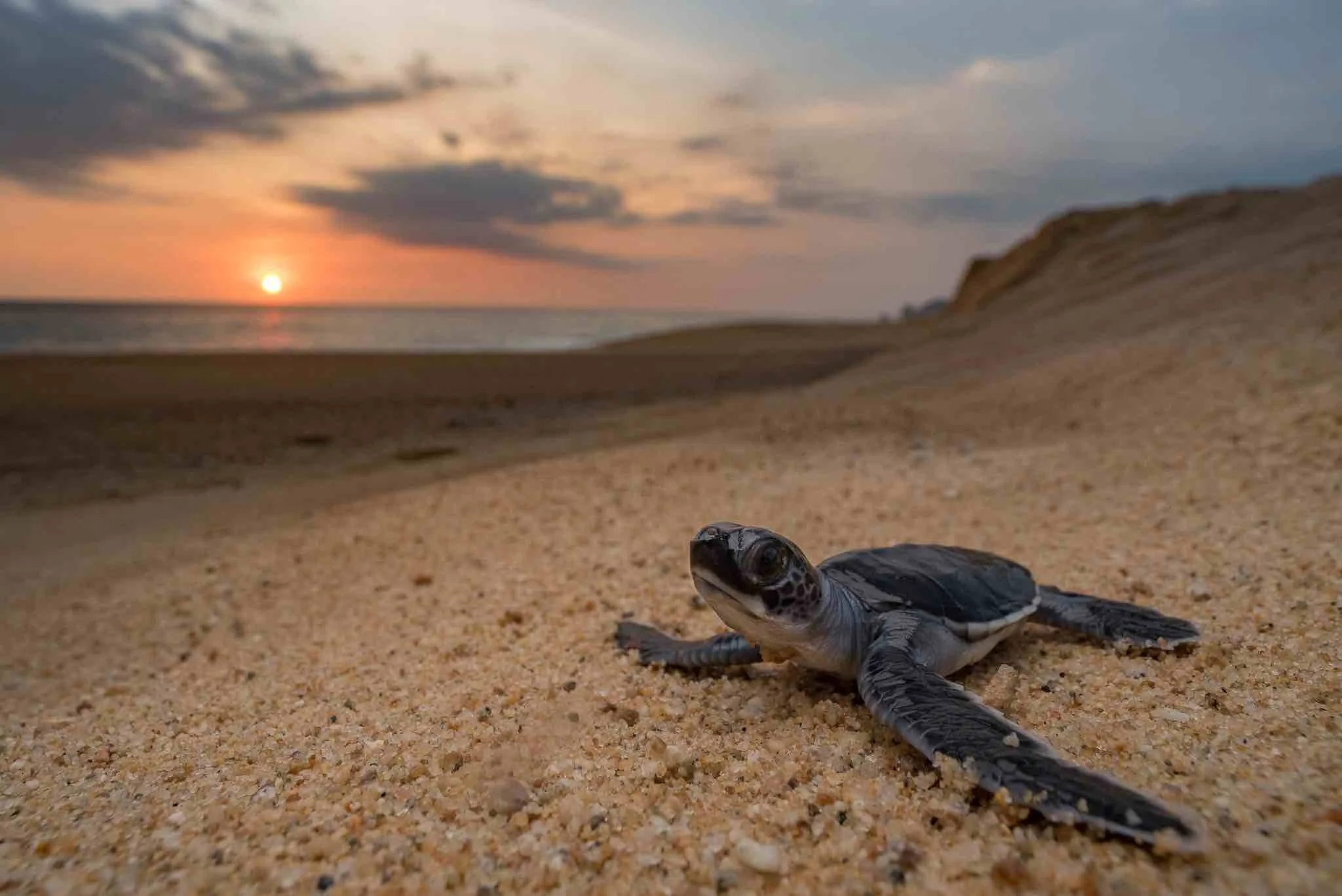 turtle hatchling