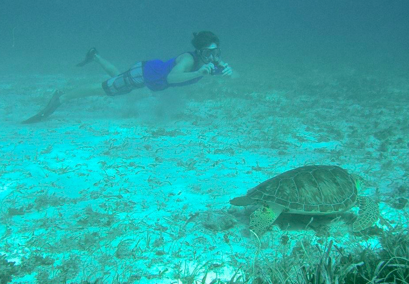 snorkeler and turtle