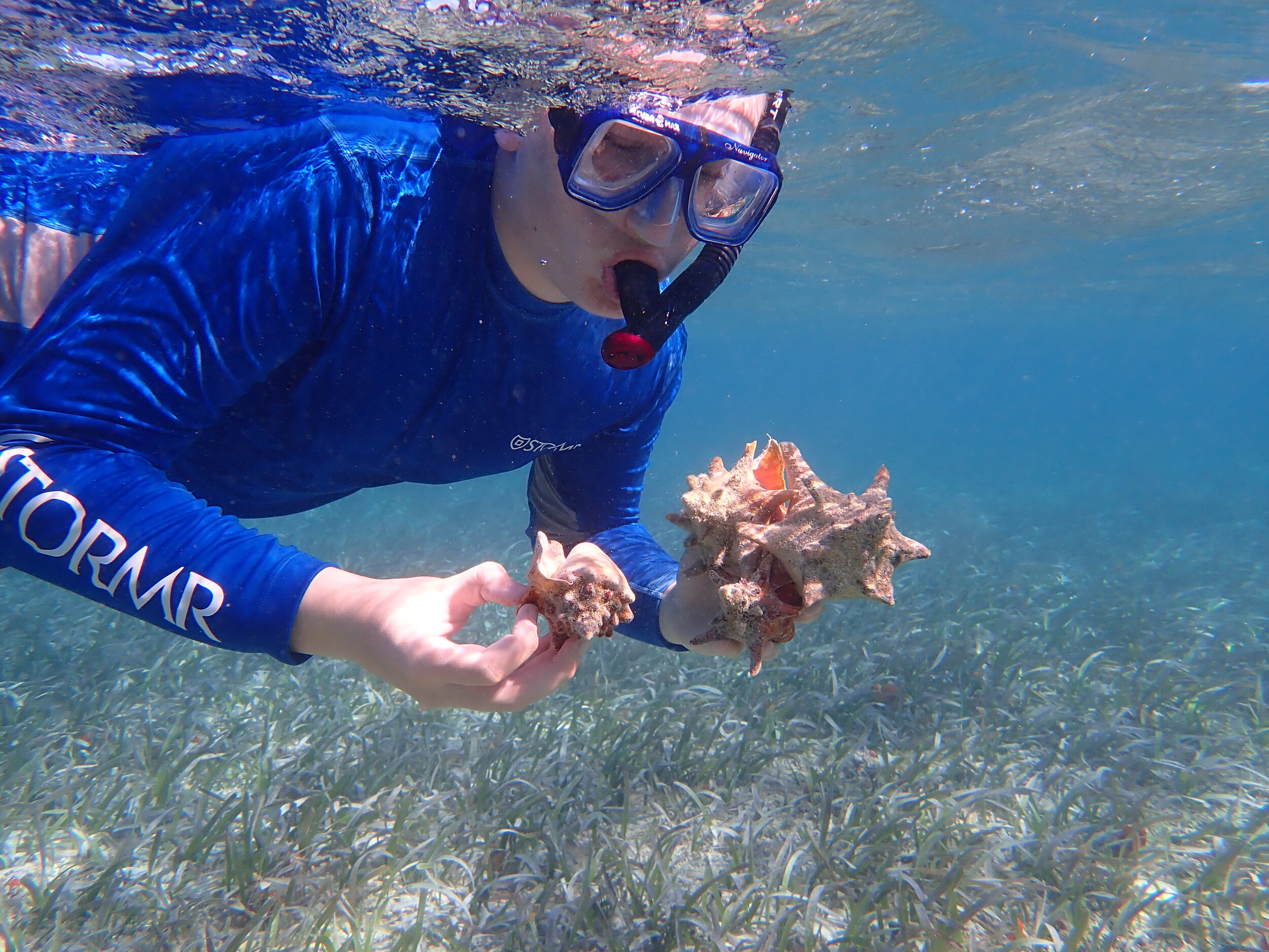 belize conch research