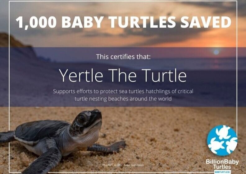 Help Save Hatchlings See Turtles