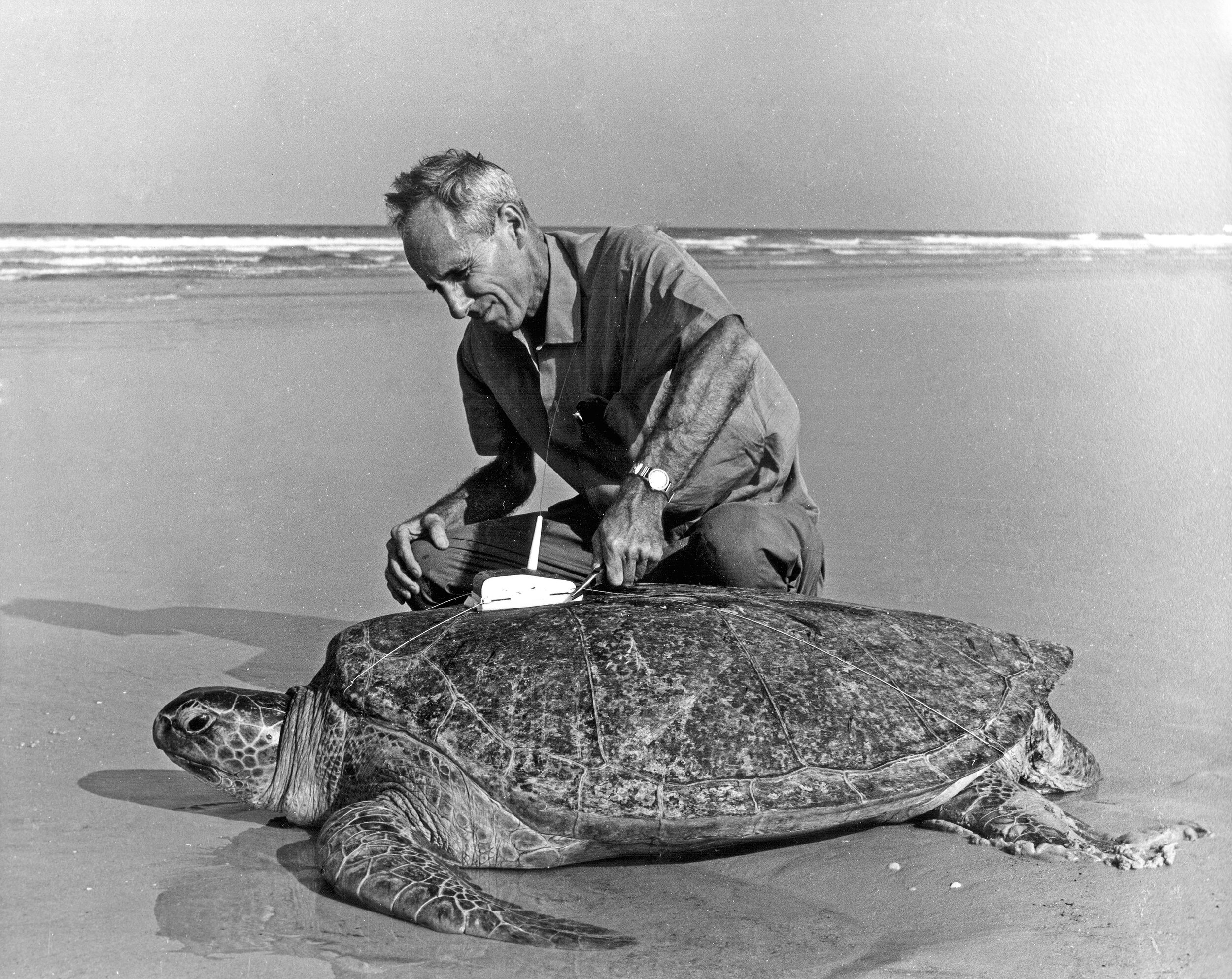 Dr. Archie Carr. Photo courtesy Sea Turtle Conservancy