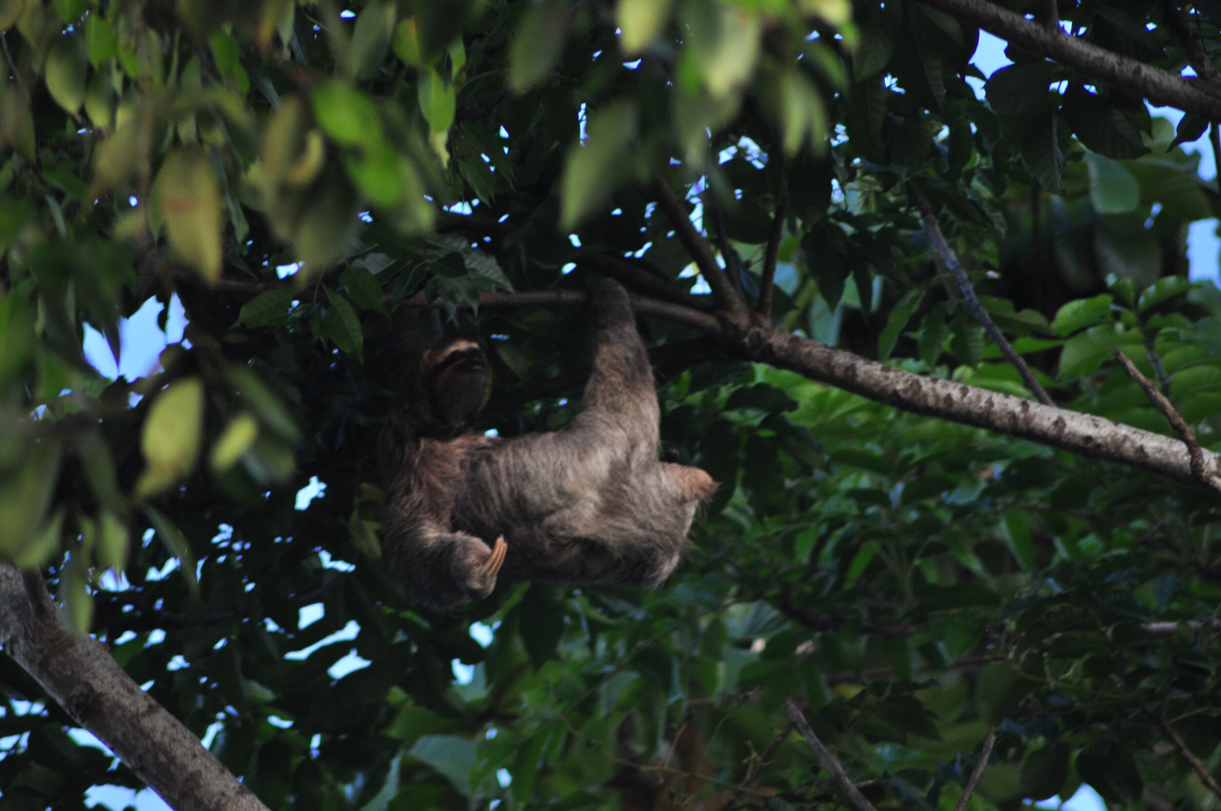 Day 3: Sloth spotted near the rivermouth