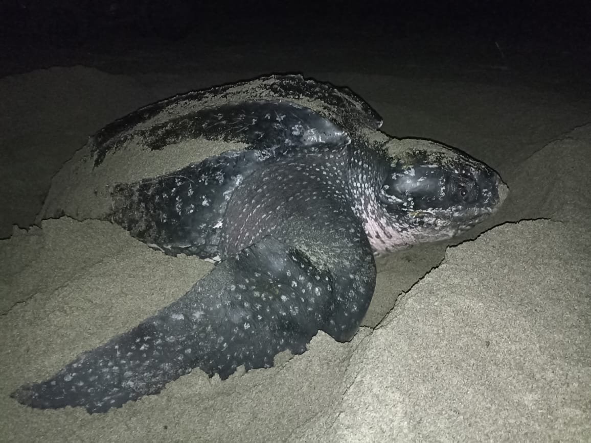  Leatherback turtle nesting in Barra de la Cruz 